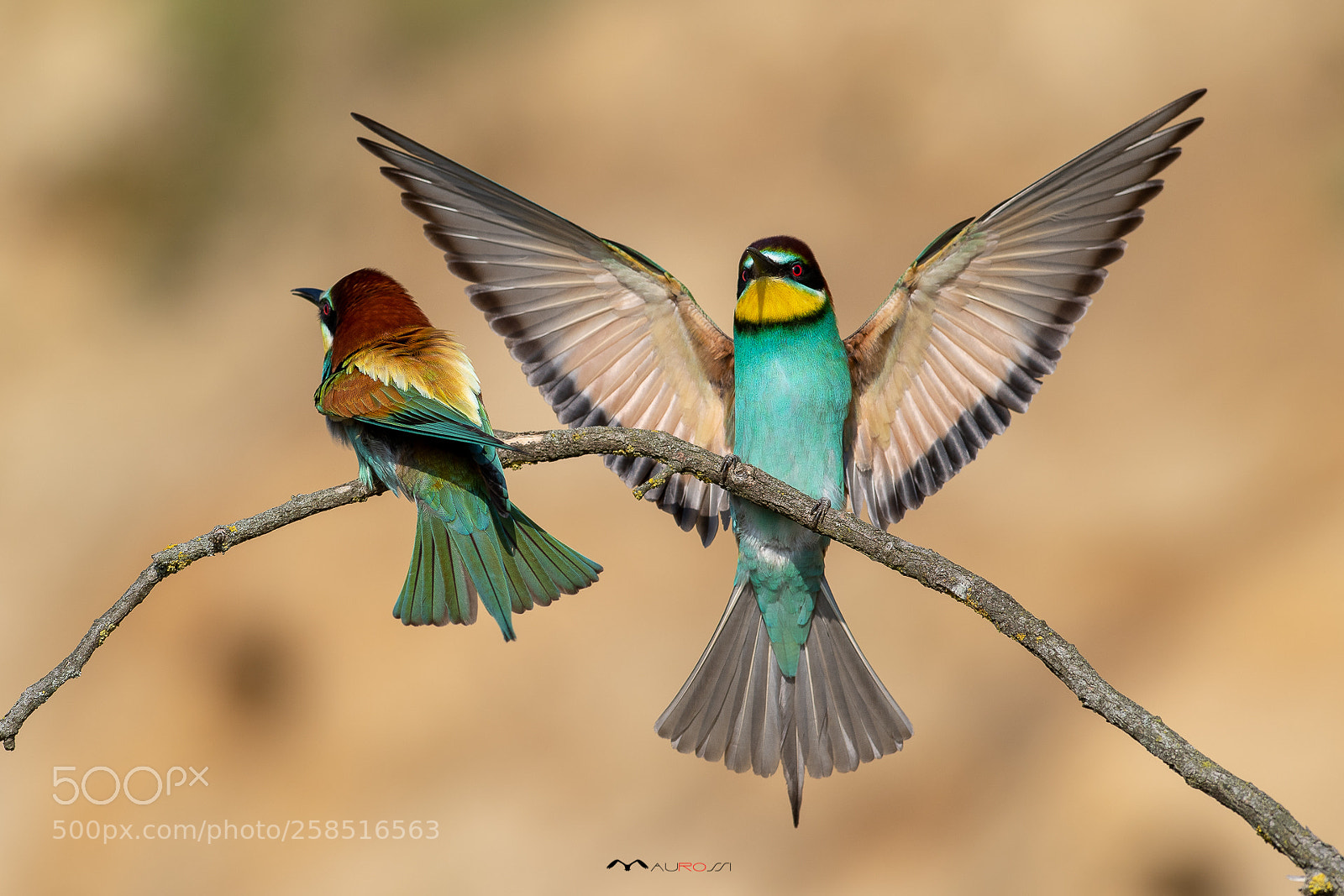Nikon D5 sample photo. Merops apiaster - bee photography