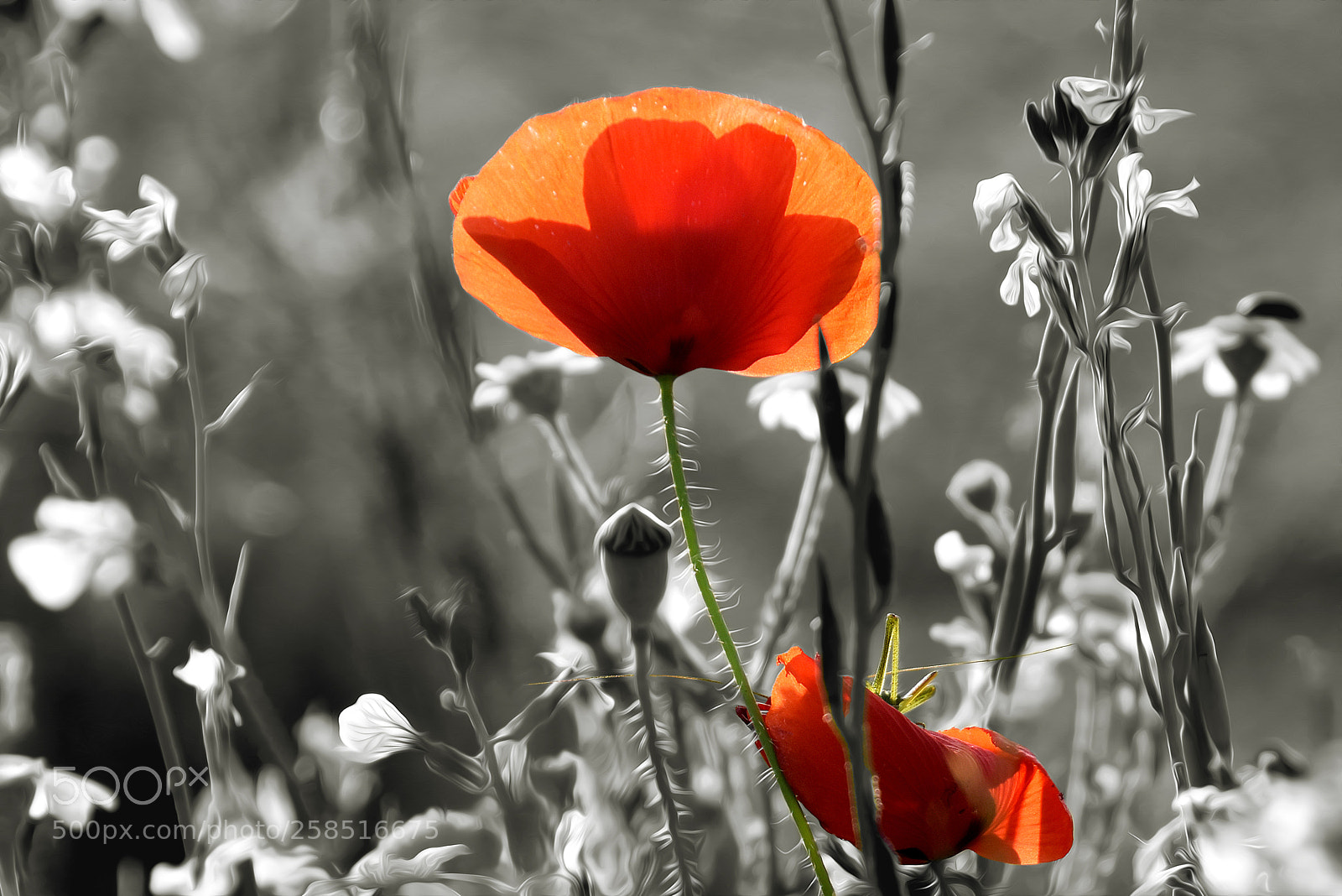 Nikon D5500 sample photo. Una entre mil photography