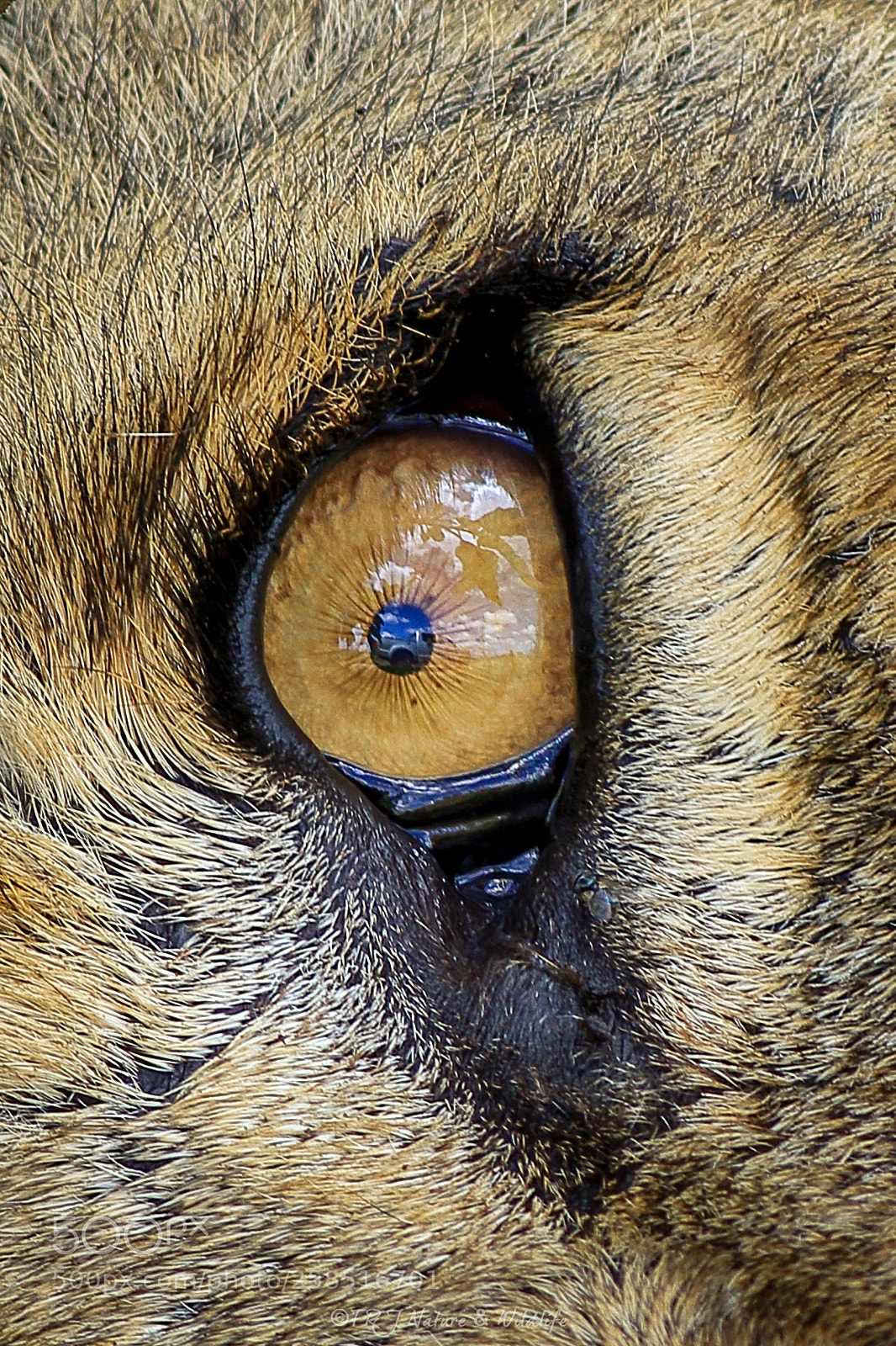 Canon EOS 7D Mark II sample photo. Eye of a predator! photography