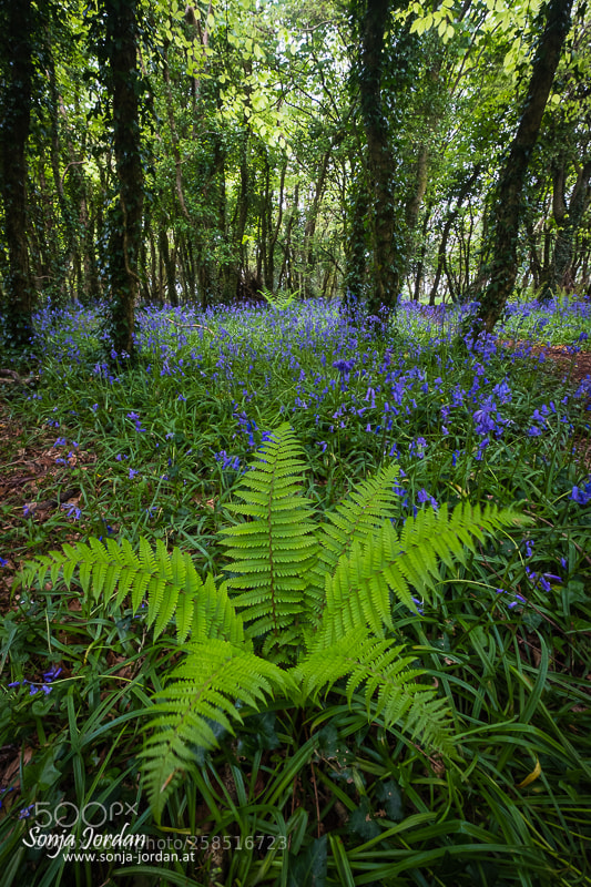Fujifilm X-T2 sample photo. Bluebells photography