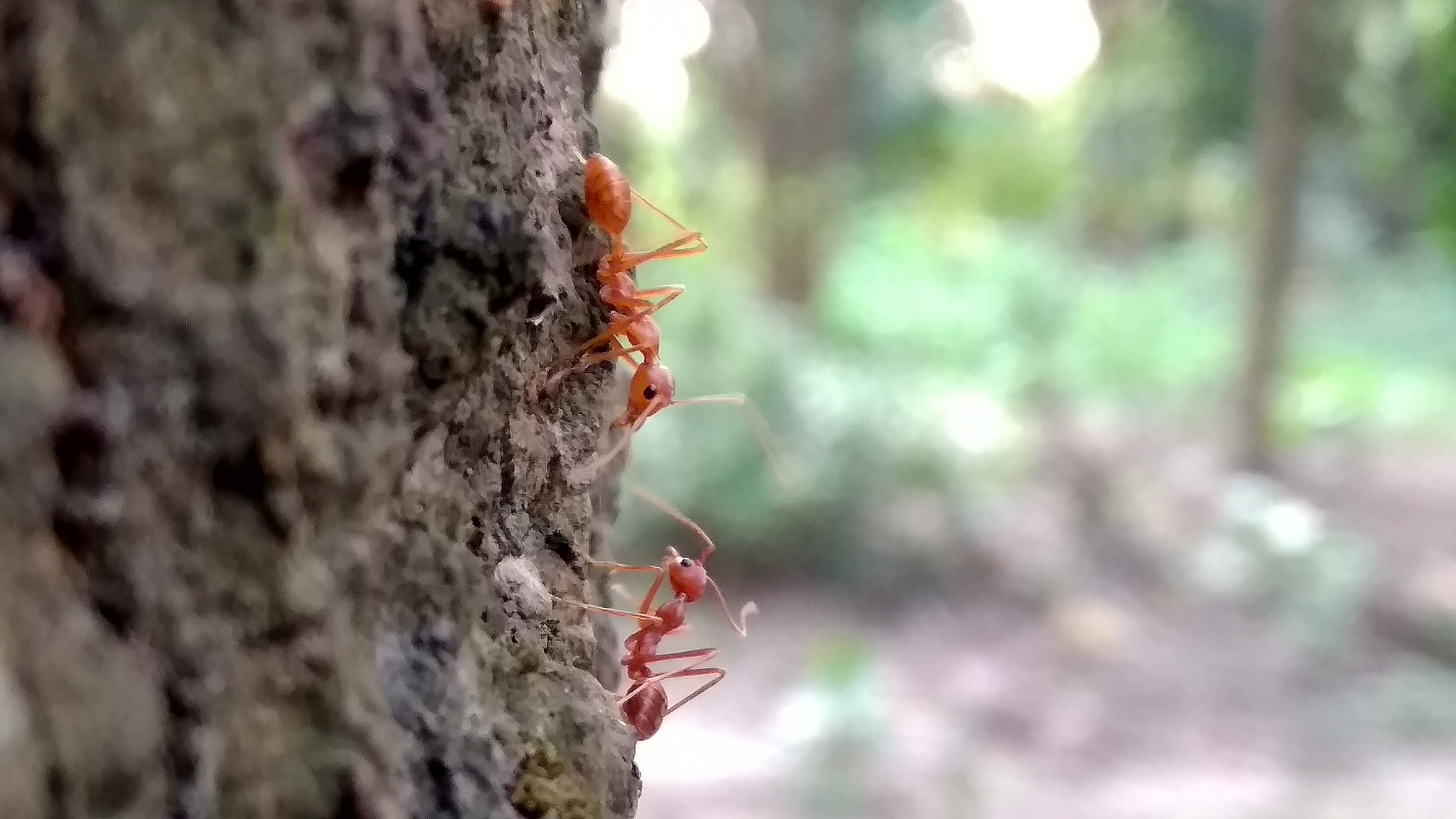 Xiaomi Redmi 5A sample photo. Nature photography
