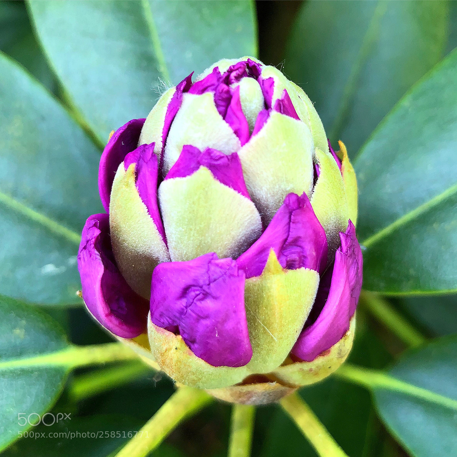 Apple iPhone 8 Plus sample photo. Lilac rhodendendron  photography