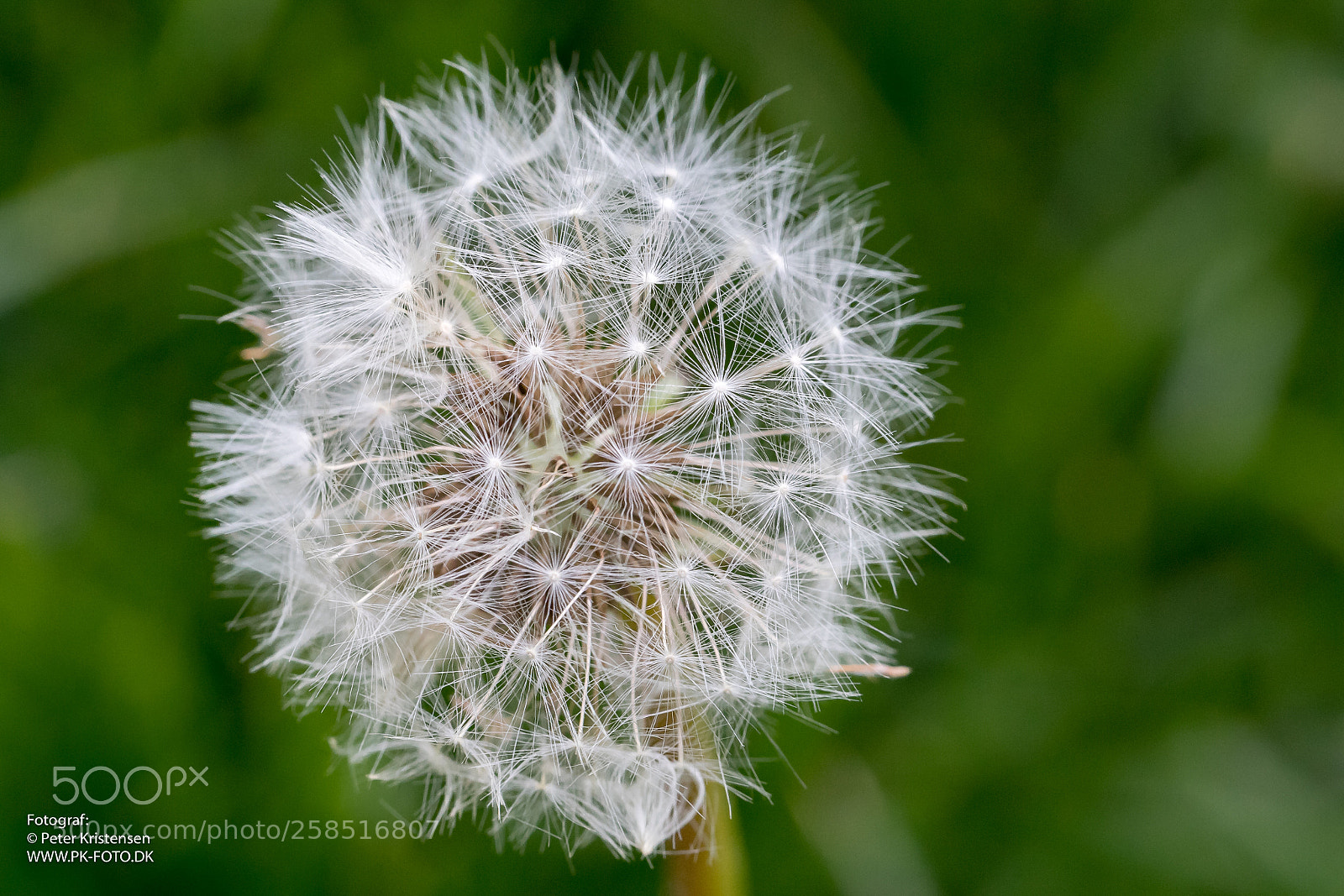 Canon EOS 6D Mark II sample photo. Macro photography