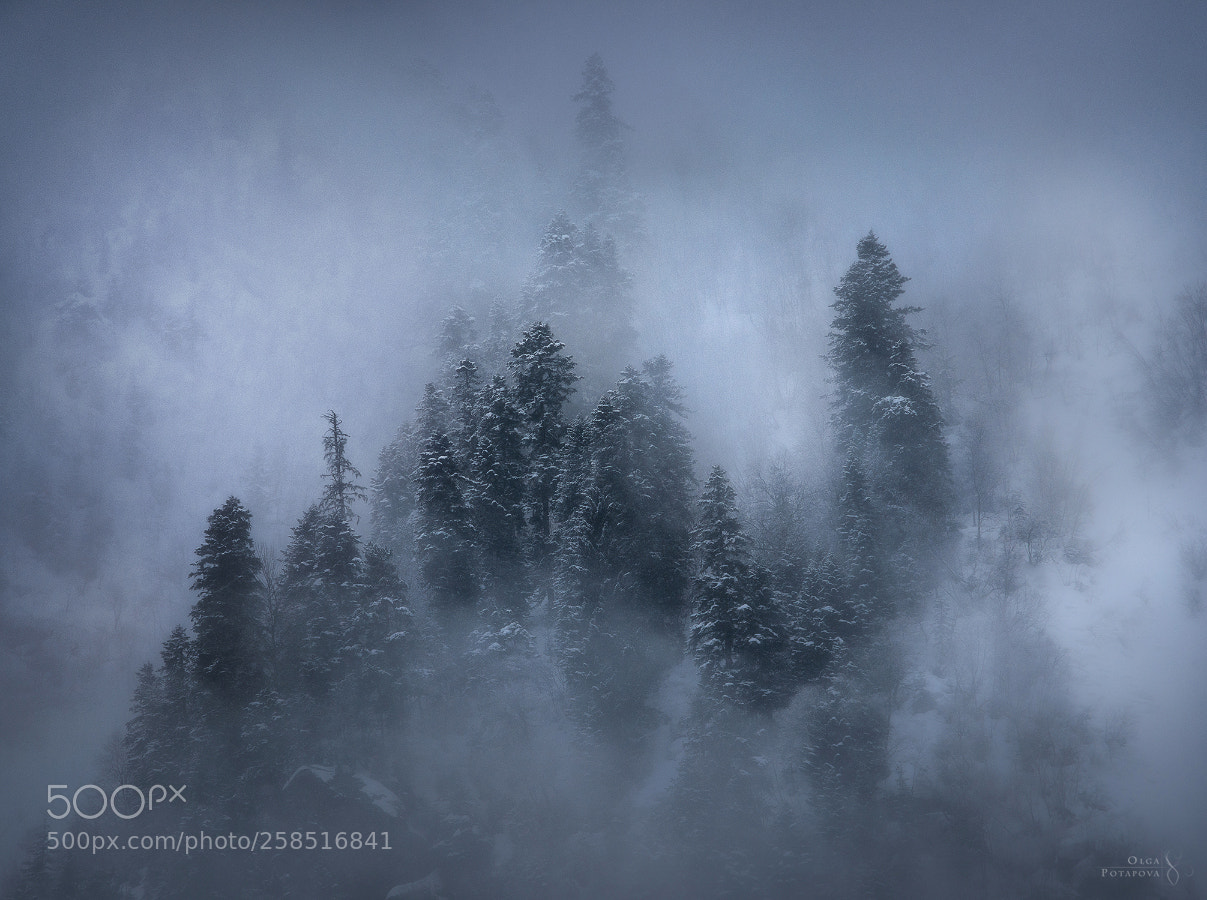 Nikon D600 sample photo. Winter dream photography