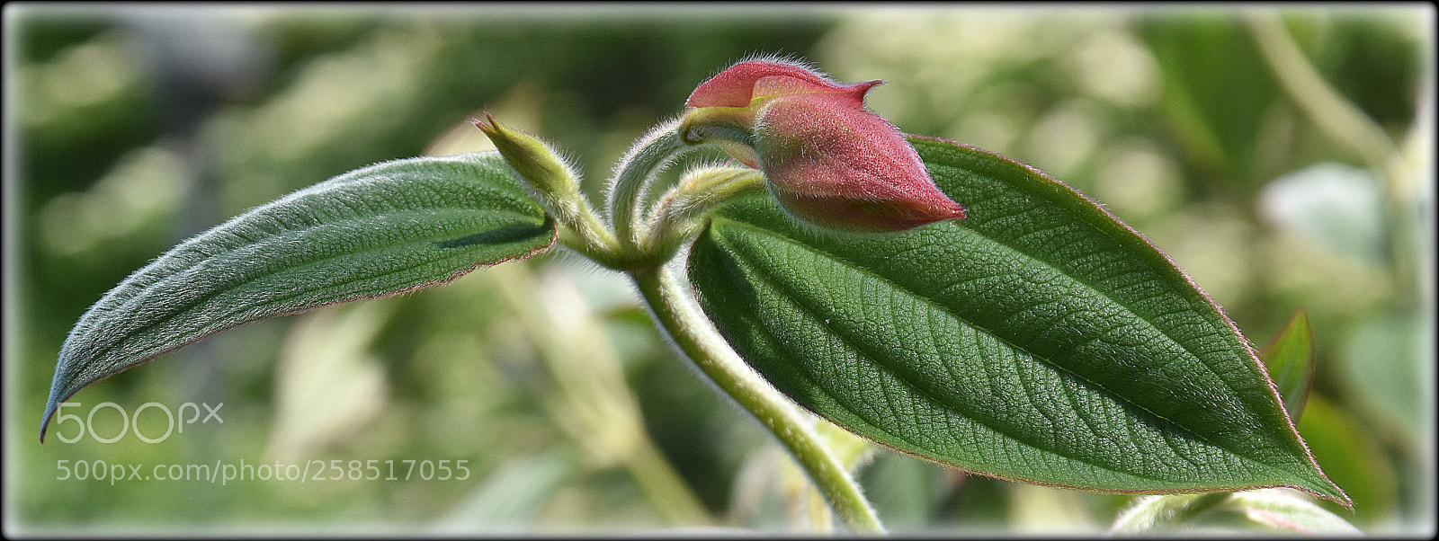 Nikon D7200 sample photo. "looking at the future" photography