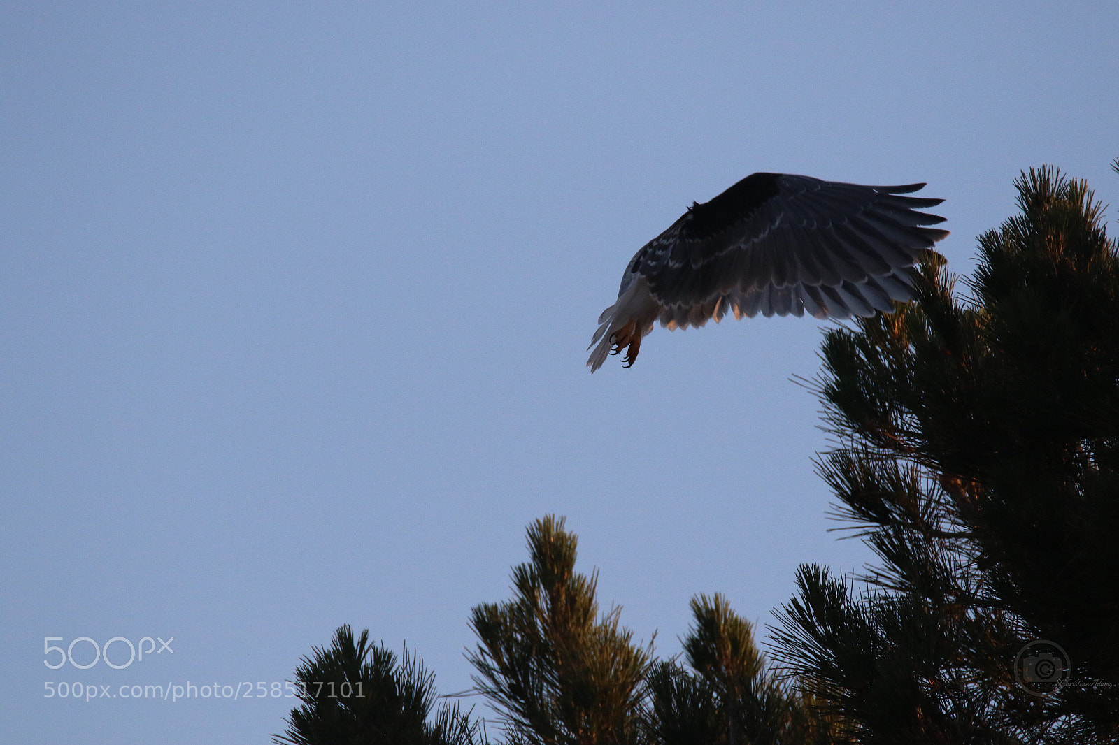 Canon EOS 7D Mark II sample photo. Fold whitetail kite raptor photography