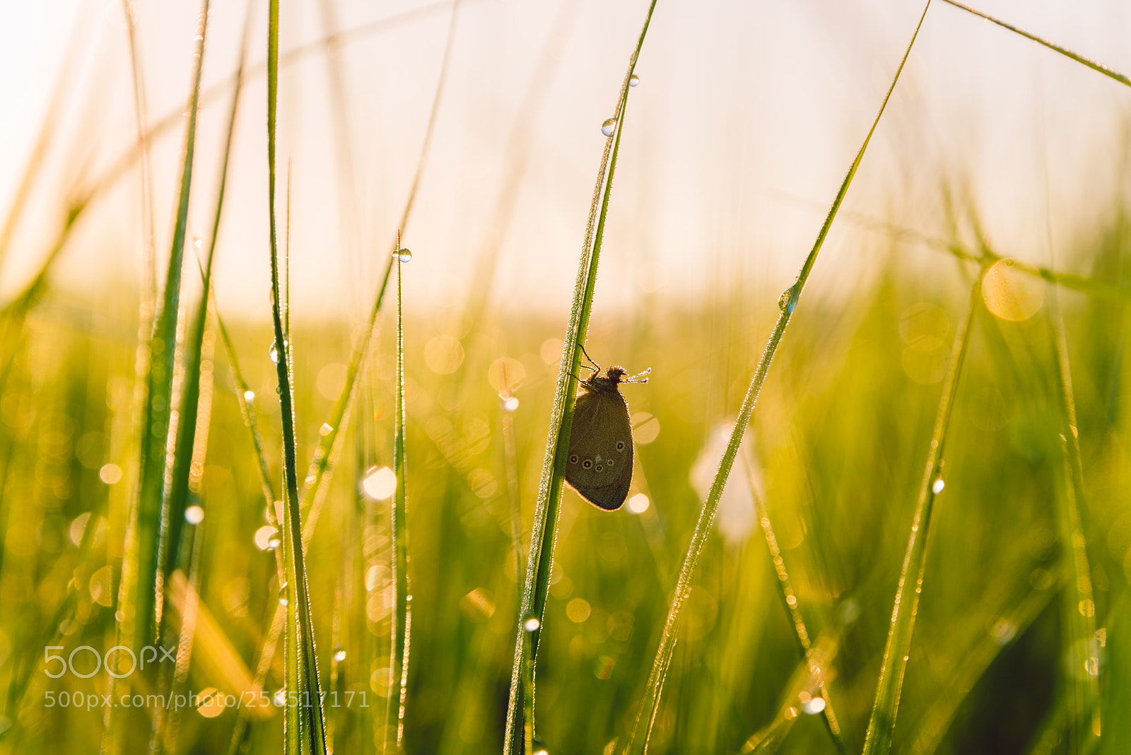 Nikon D610 sample photo. Butterfly photography