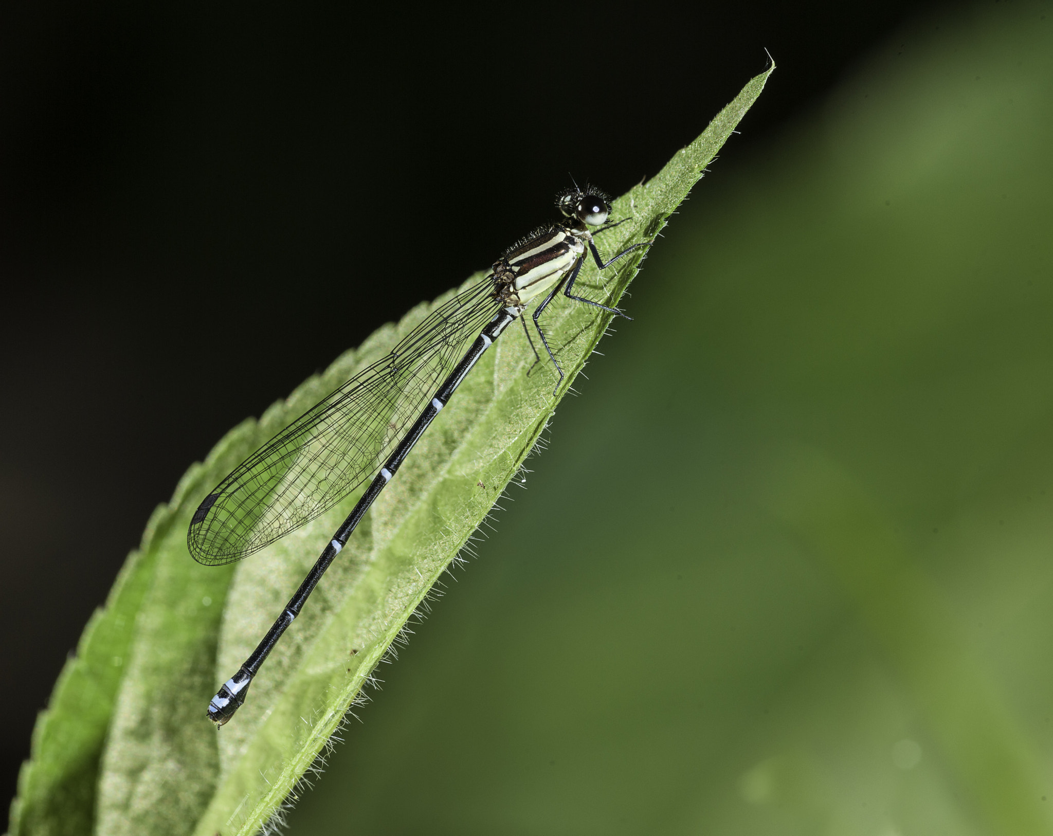 Nikon D3X sample photo. Argia sp c photography
