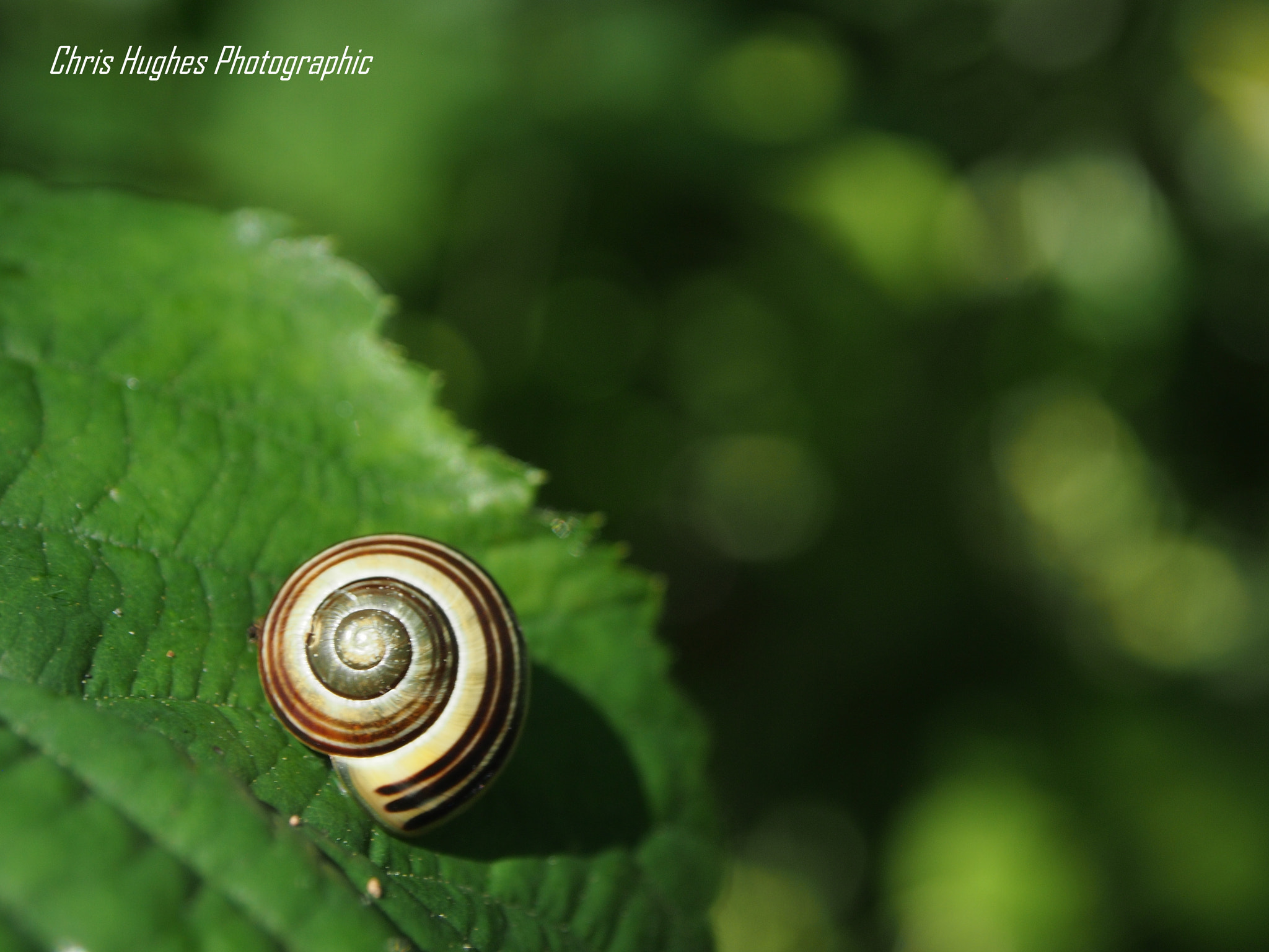 Olympus PEN E-P3 sample photo. Snail photography