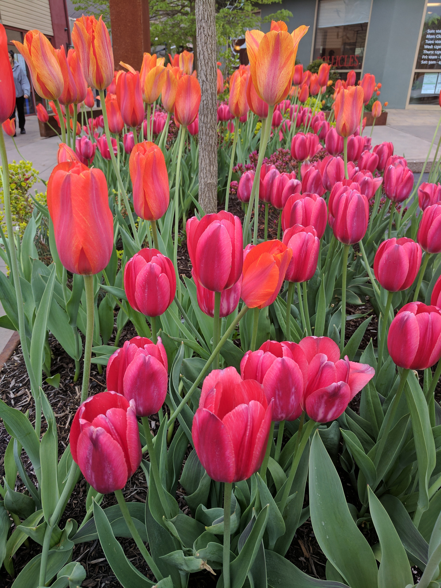 Google Pixel XL sample photo