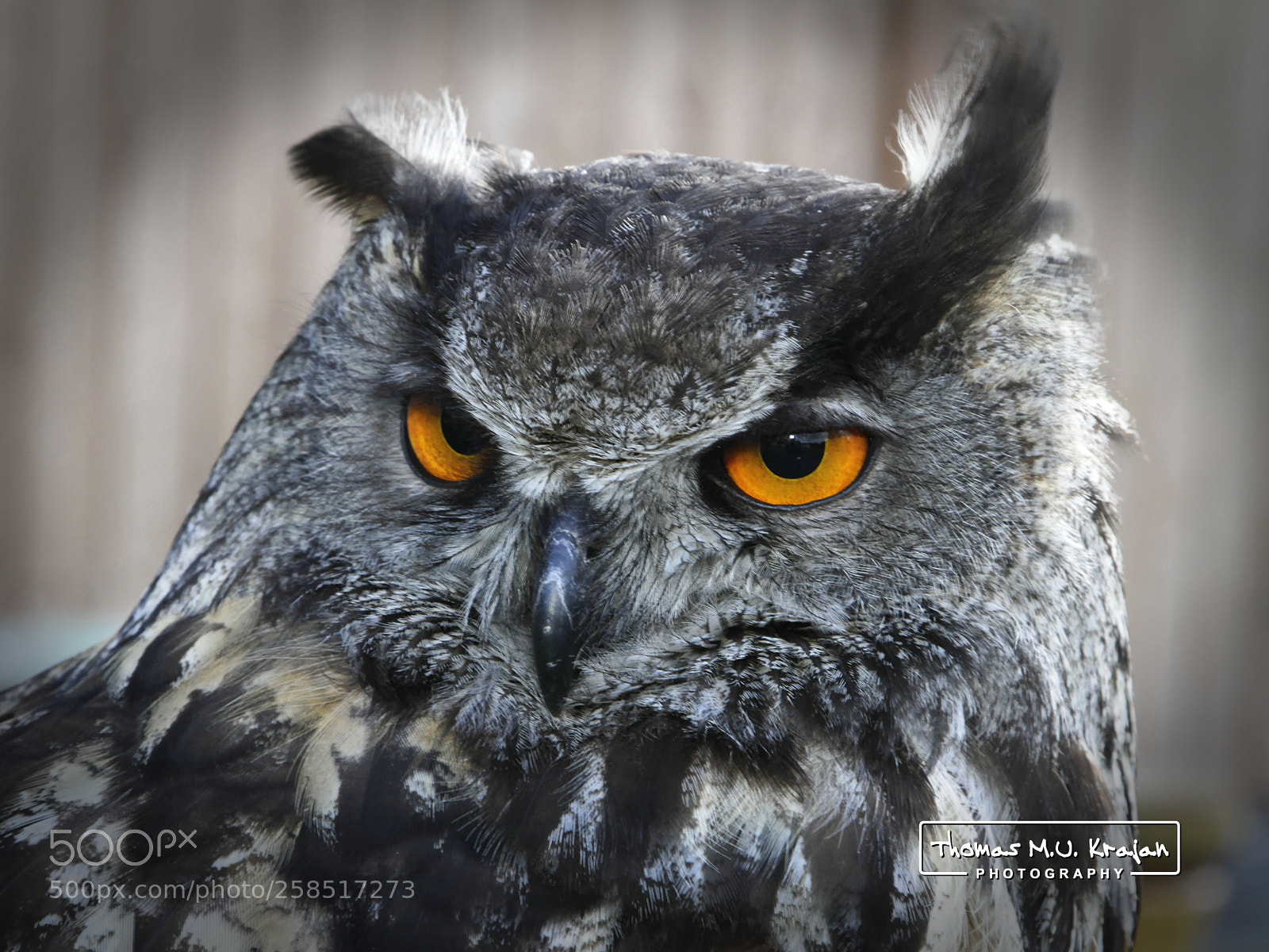 Canon EOS 7D sample photo. El cazador de la photography