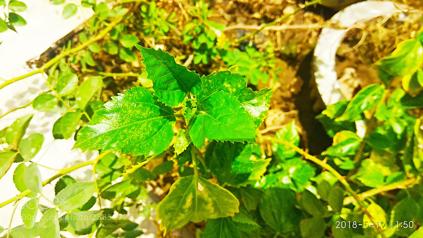 Xiaomi Redmi Note 4 sample photo. Tree photography