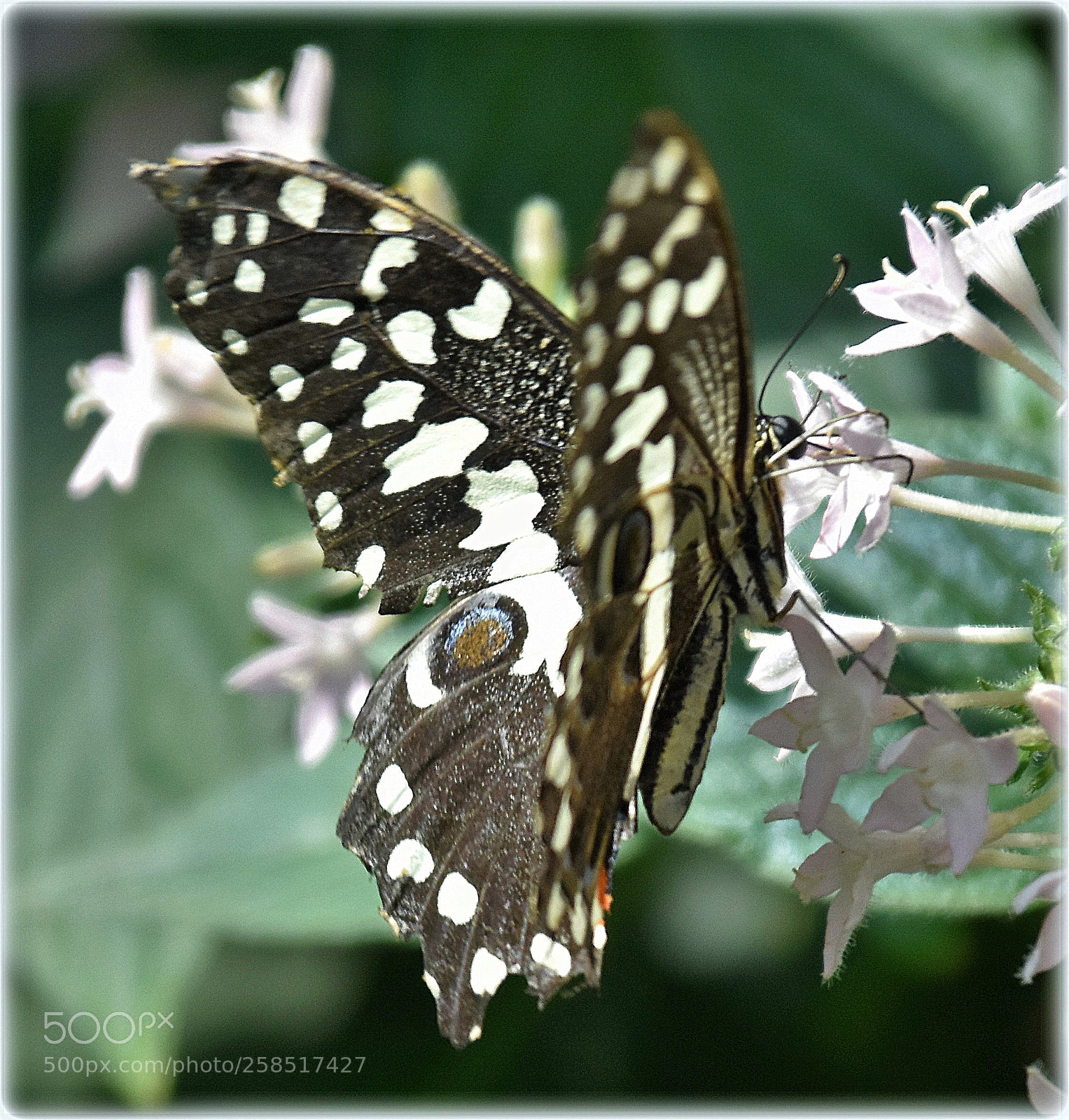 Nikon D7200 sample photo. "nectar" photography