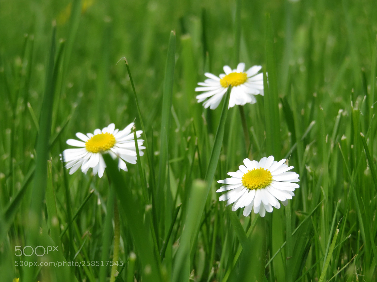 Canon PowerShot SX720 HS sample photo. Three sisters photography