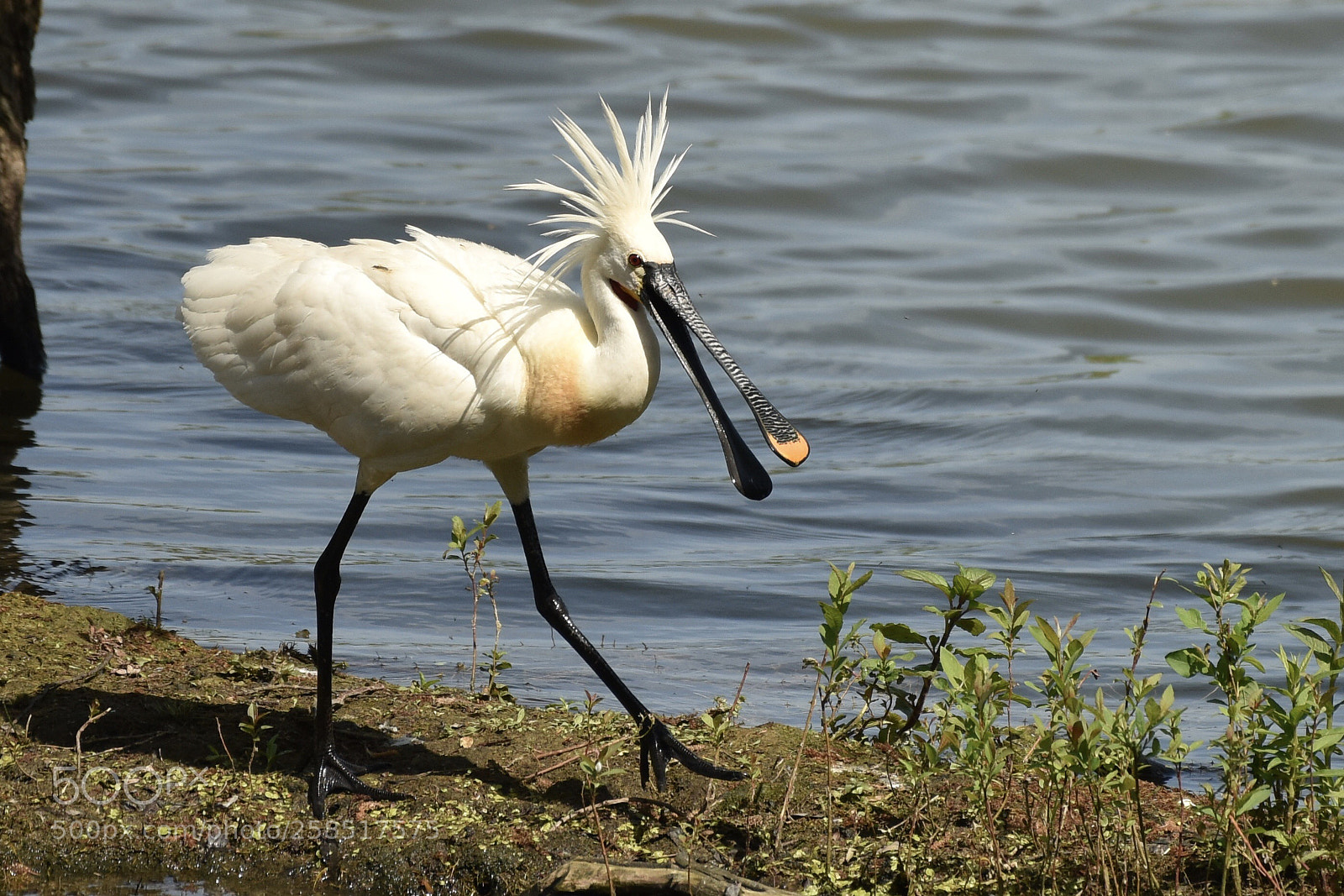 Nikon D810 sample photo. Bossy spoonbill photography