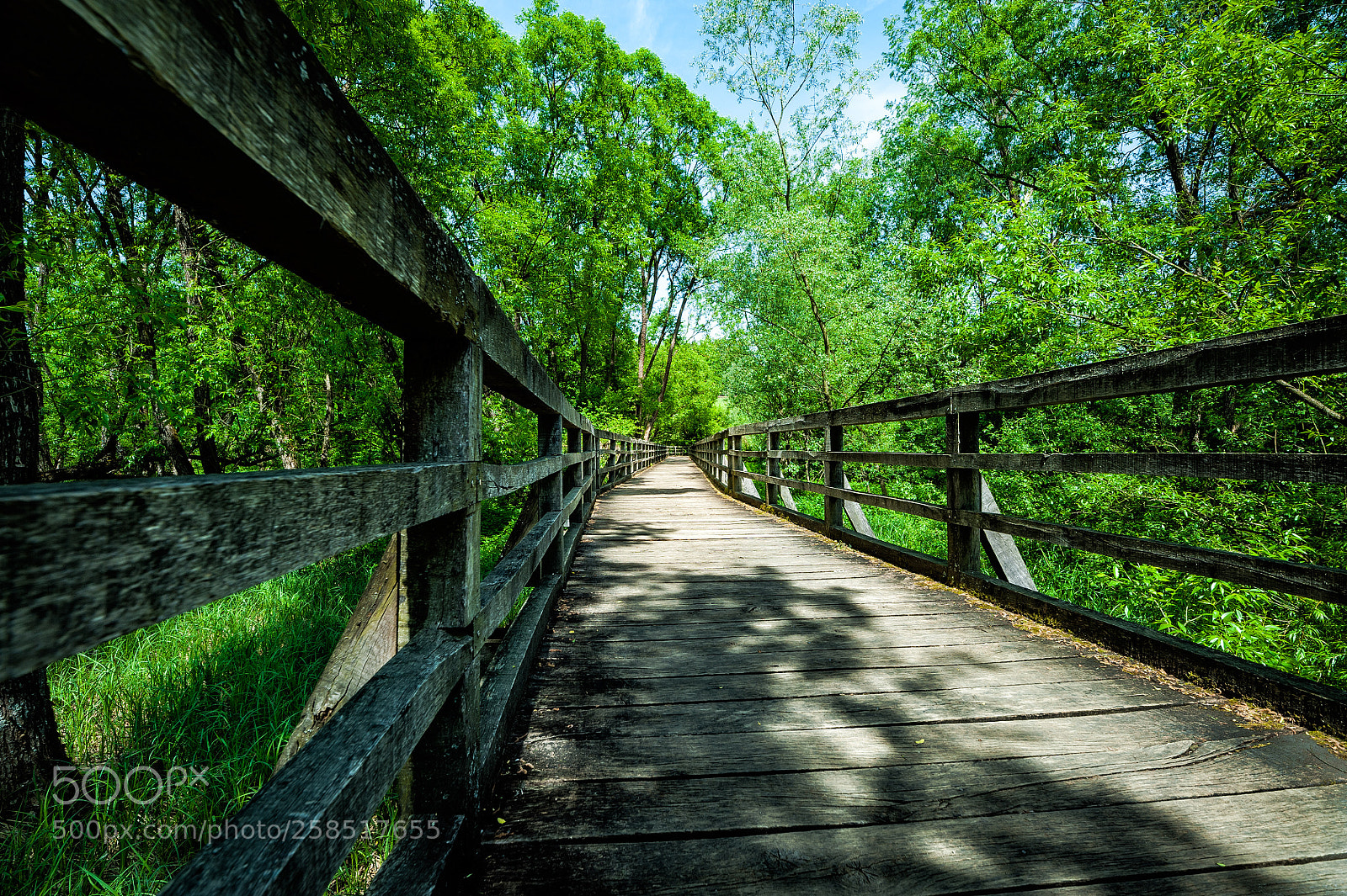Nikon D700 sample photo. Into the wild photography
