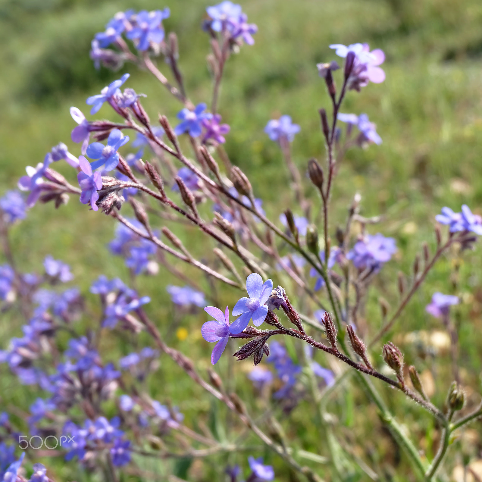 Fujifilm X-A2 sample photo. Florecillas del campo photography