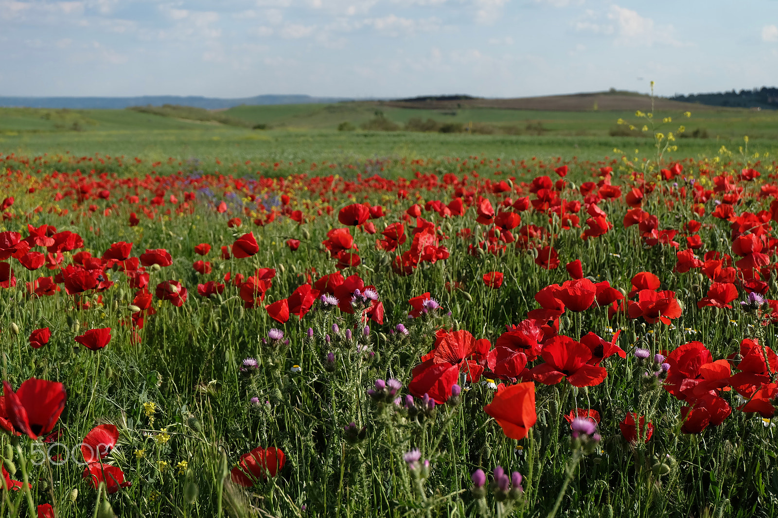 Fujifilm X-A2 sample photo. Florecillas del campo photography