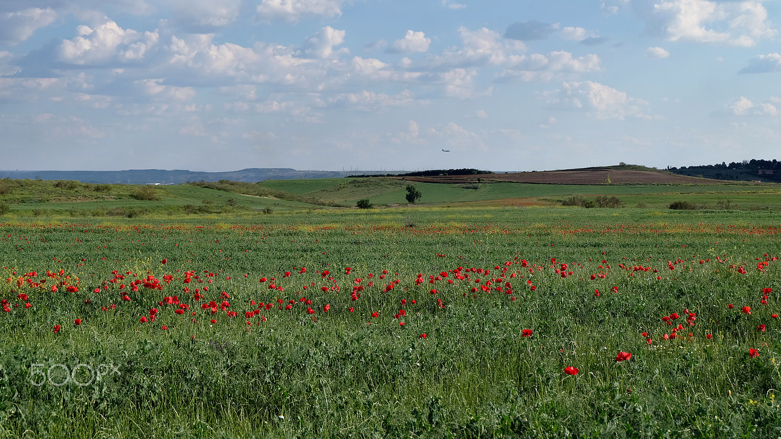 Fujifilm X-A2 sample photo. Florecillas del campo photography