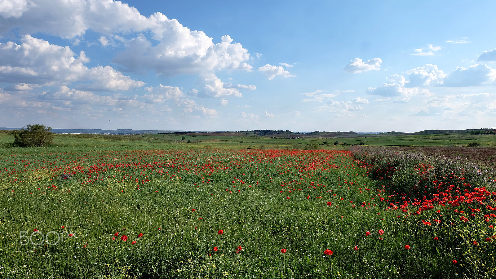 Fujifilm X-A2 sample photo. Florecillas del campo photography