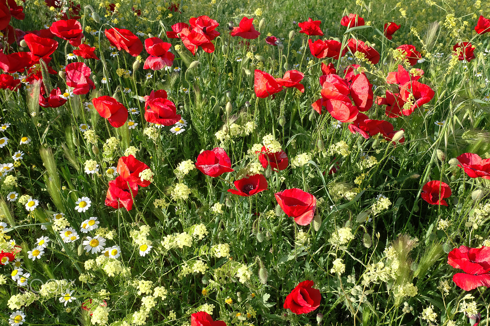 Fujifilm X-A2 sample photo. Florecillas del campo photography