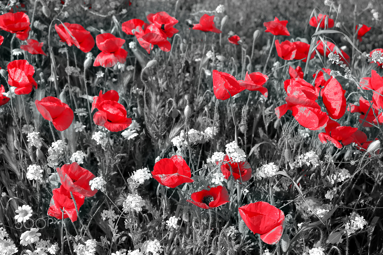Fujifilm X-A2 sample photo. Florecillas del campo photography