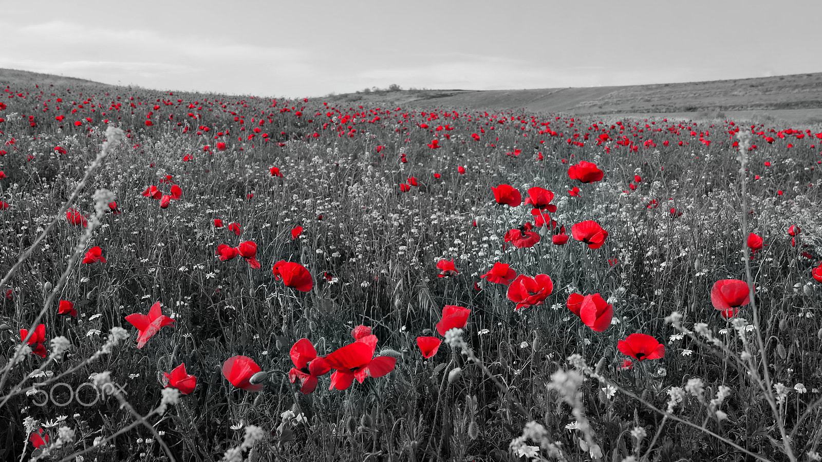 Fujifilm X-A2 sample photo. Florecillas del campo photography