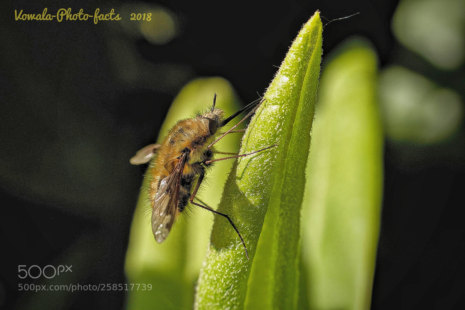 Nikon D5500 sample photo. Bombylius major photography
