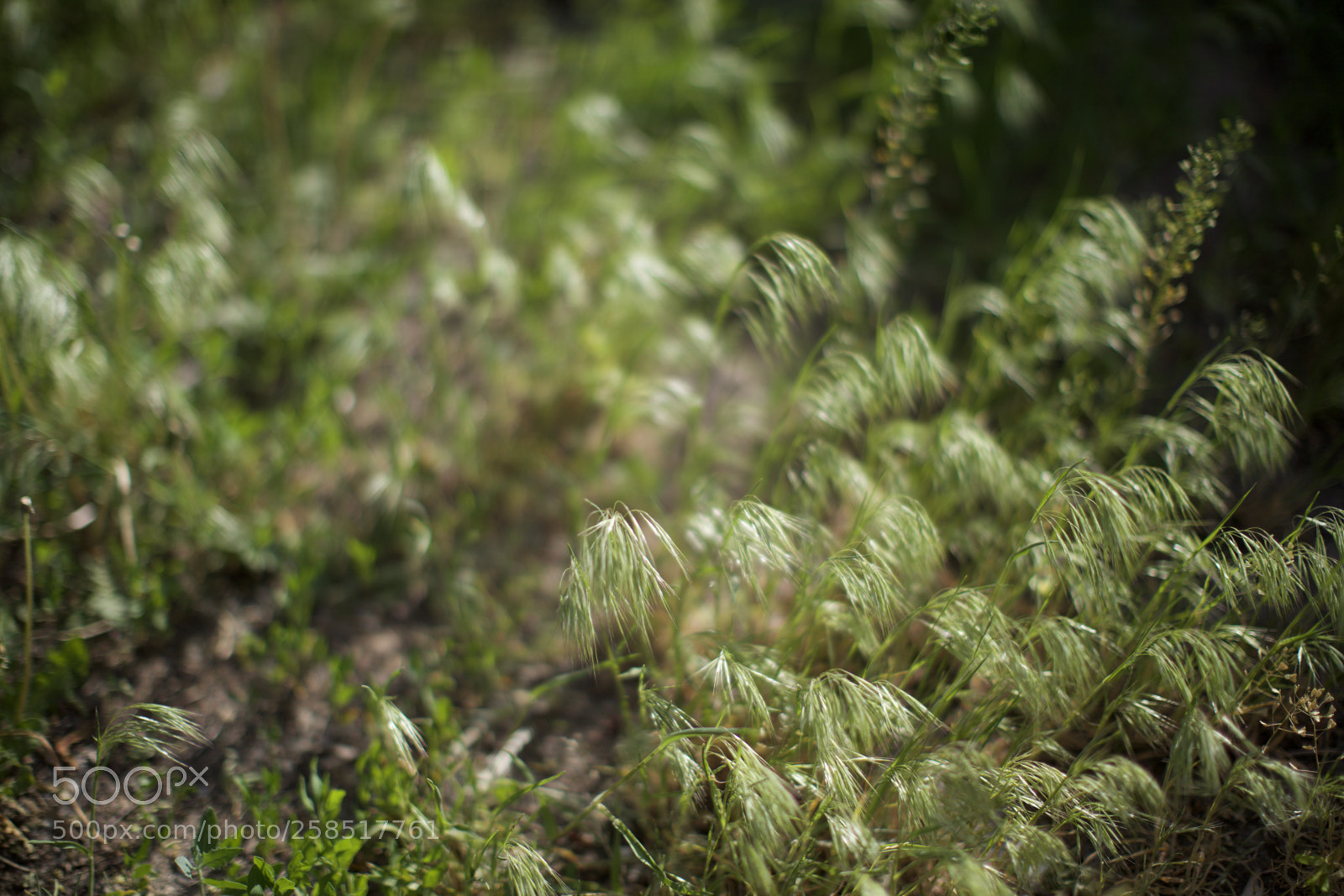 Canon EOS 5DS sample photo. Grass photography