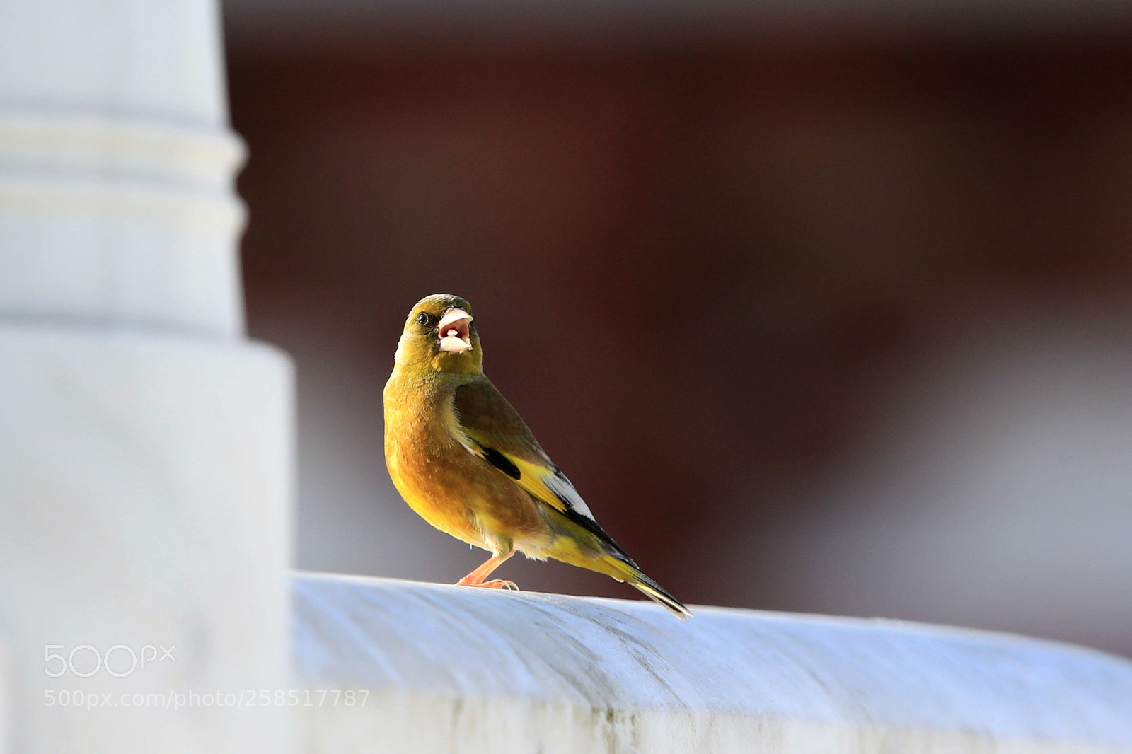 Canon EOS 5D Mark IV sample photo. Untitled photography