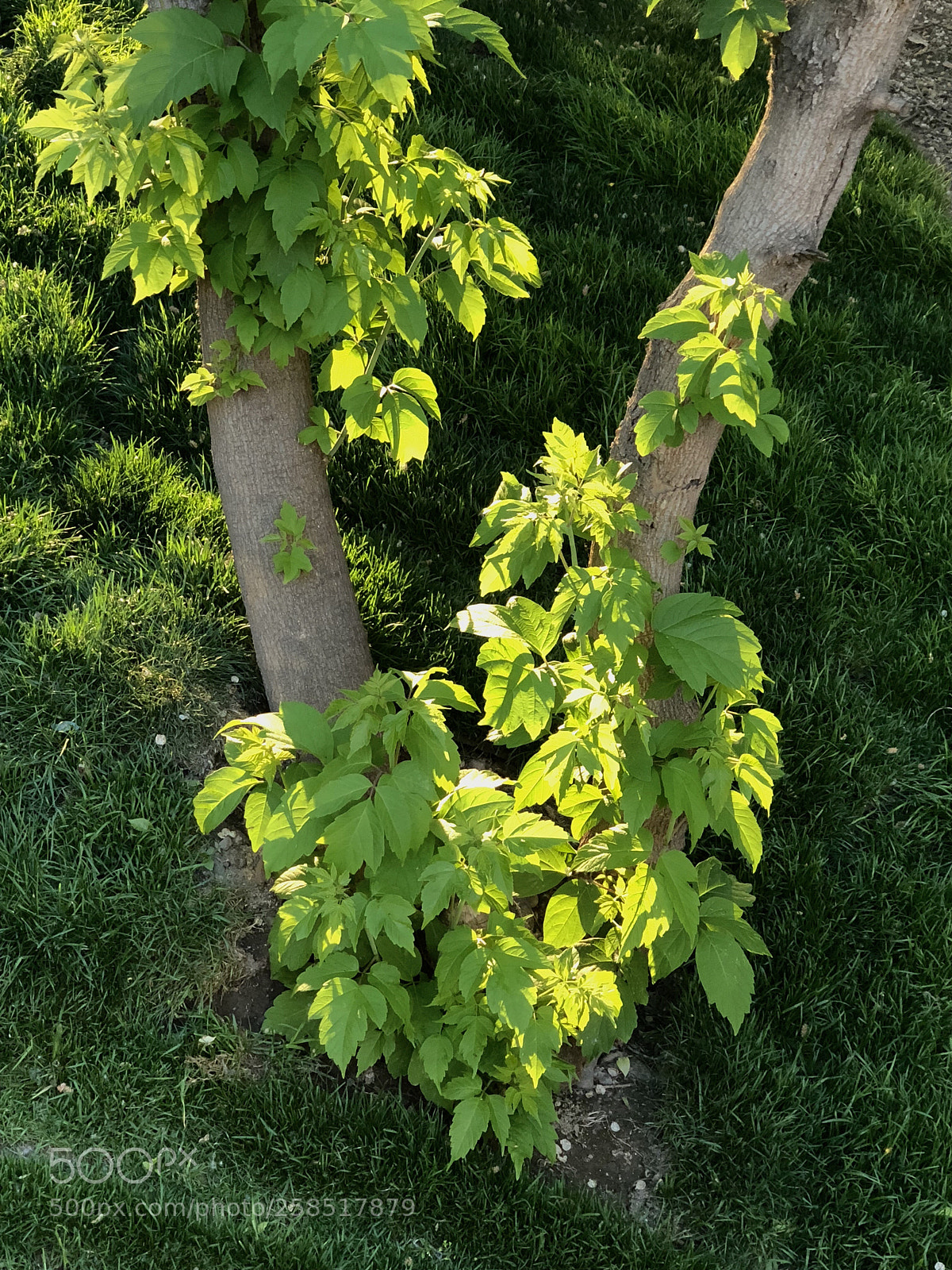 Apple iPhone X sample photo. The sun in the photography