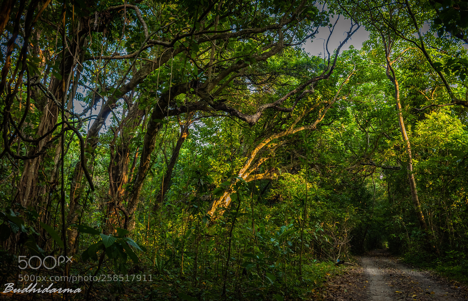 Nikon D810 sample photo. Ujung genteng photography