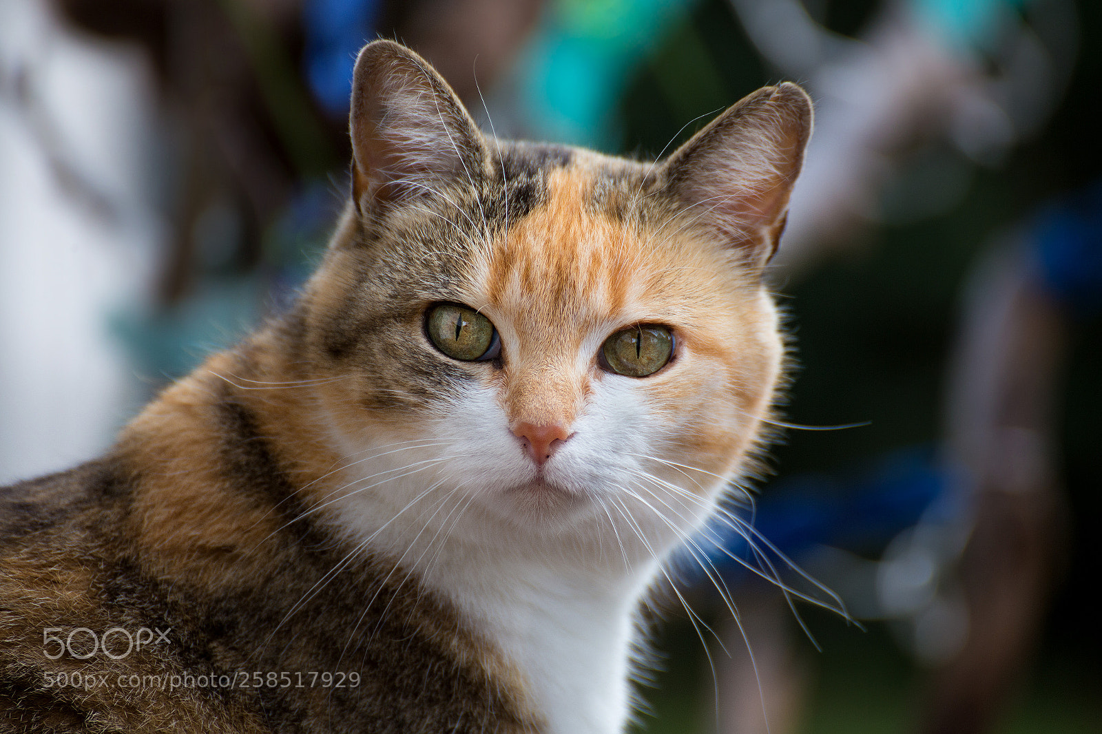 Canon EOS 6D sample photo. Maja photography