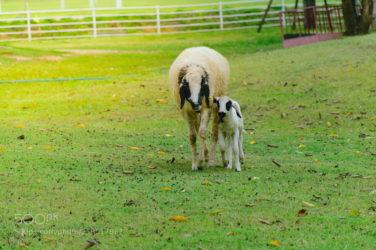Nikon D5300 sample photo. Mom and baby. photography