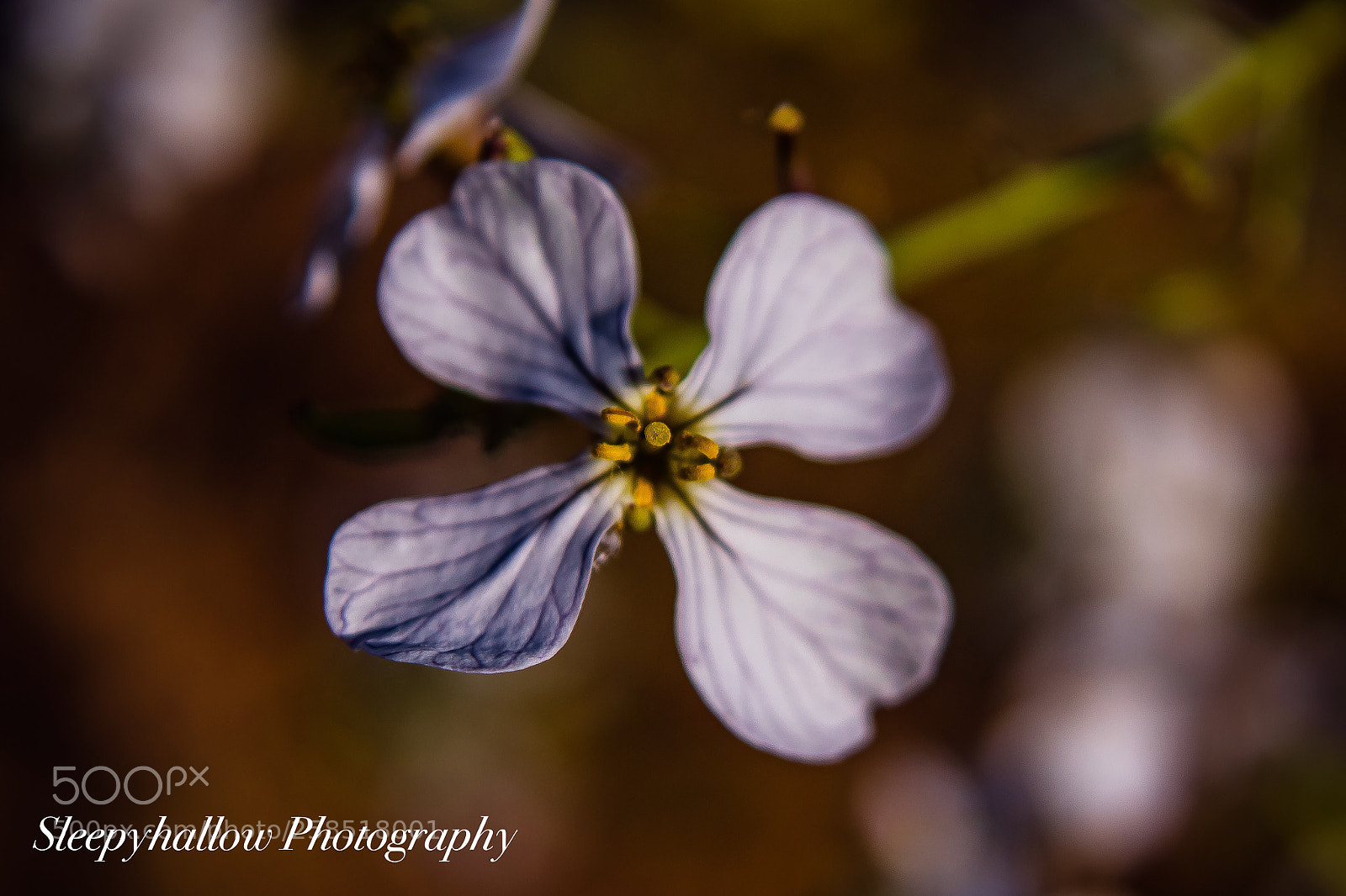 Canon EOS 1300D (EOS Rebel T6 / EOS Kiss X80) sample photo. Wild flowers  photography