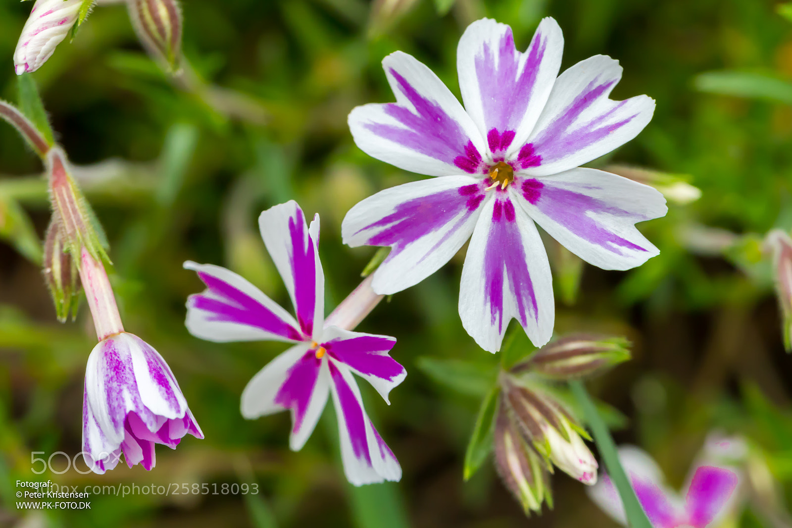 Canon EOS 6D Mark II sample photo. Flower photography