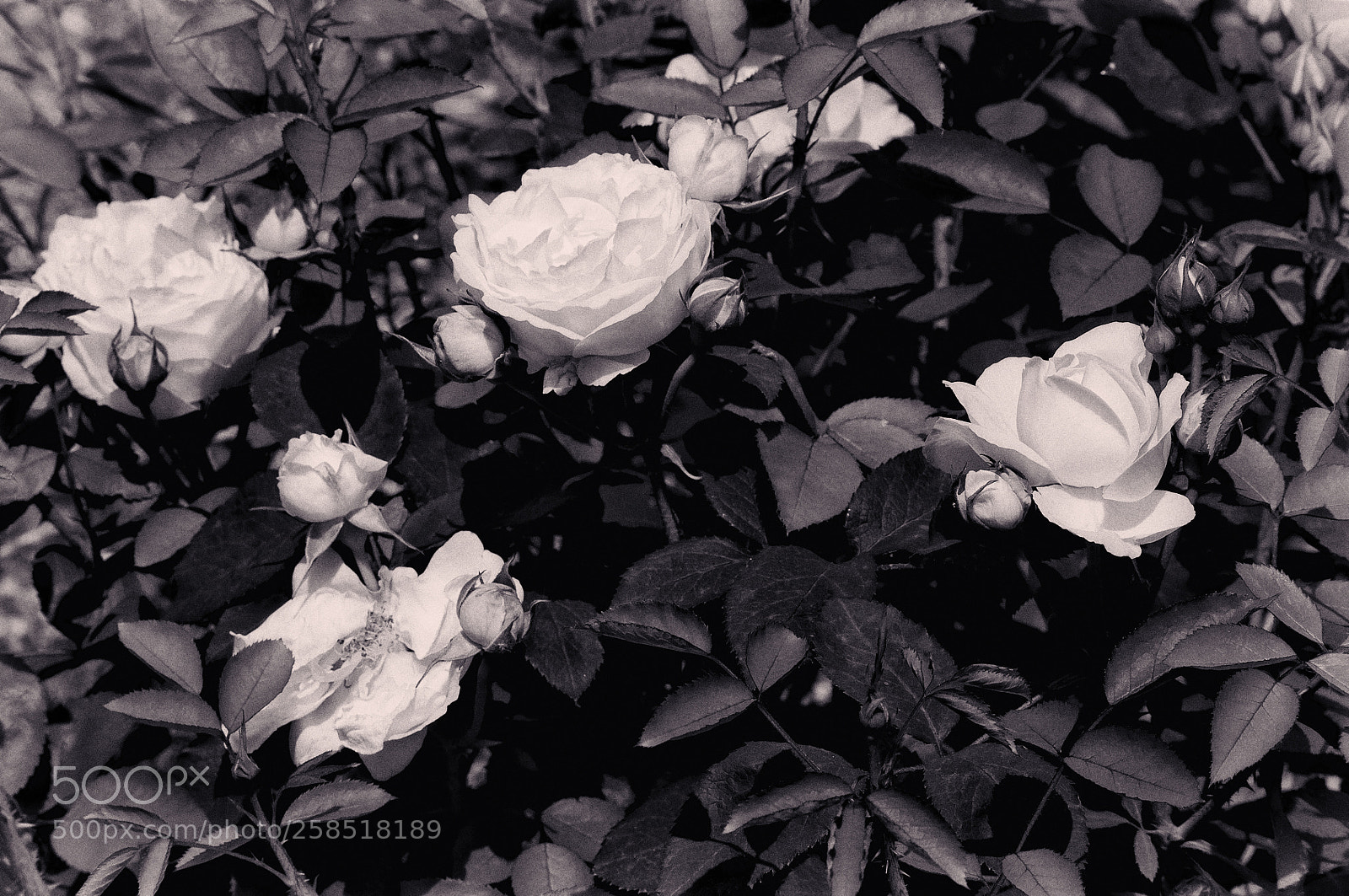 Nikon D90 sample photo. Rosaceae rosa - monochrome photography