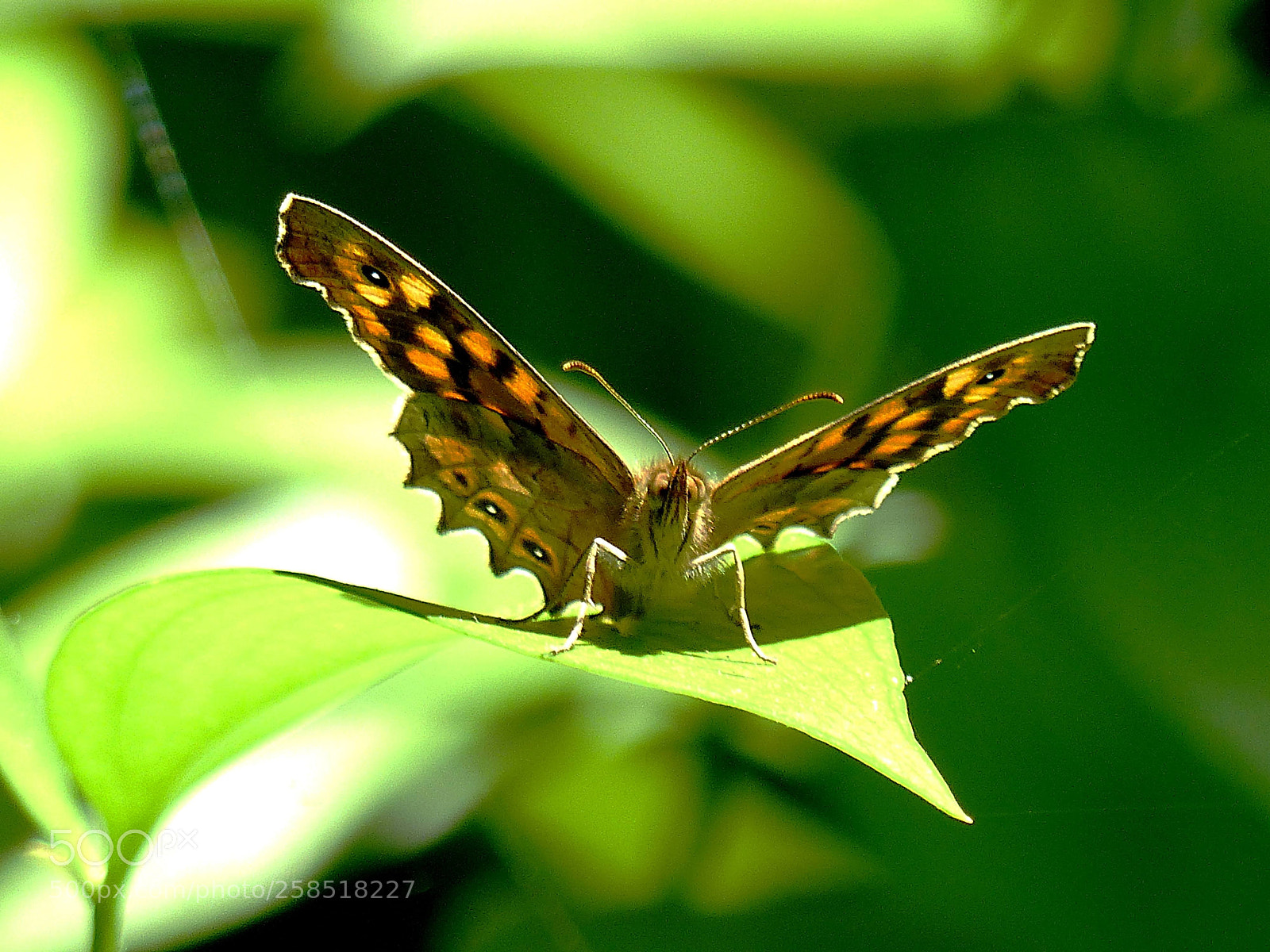 Panasonic Lumix DMC-FZ200 sample photo. Ready to take off photography
