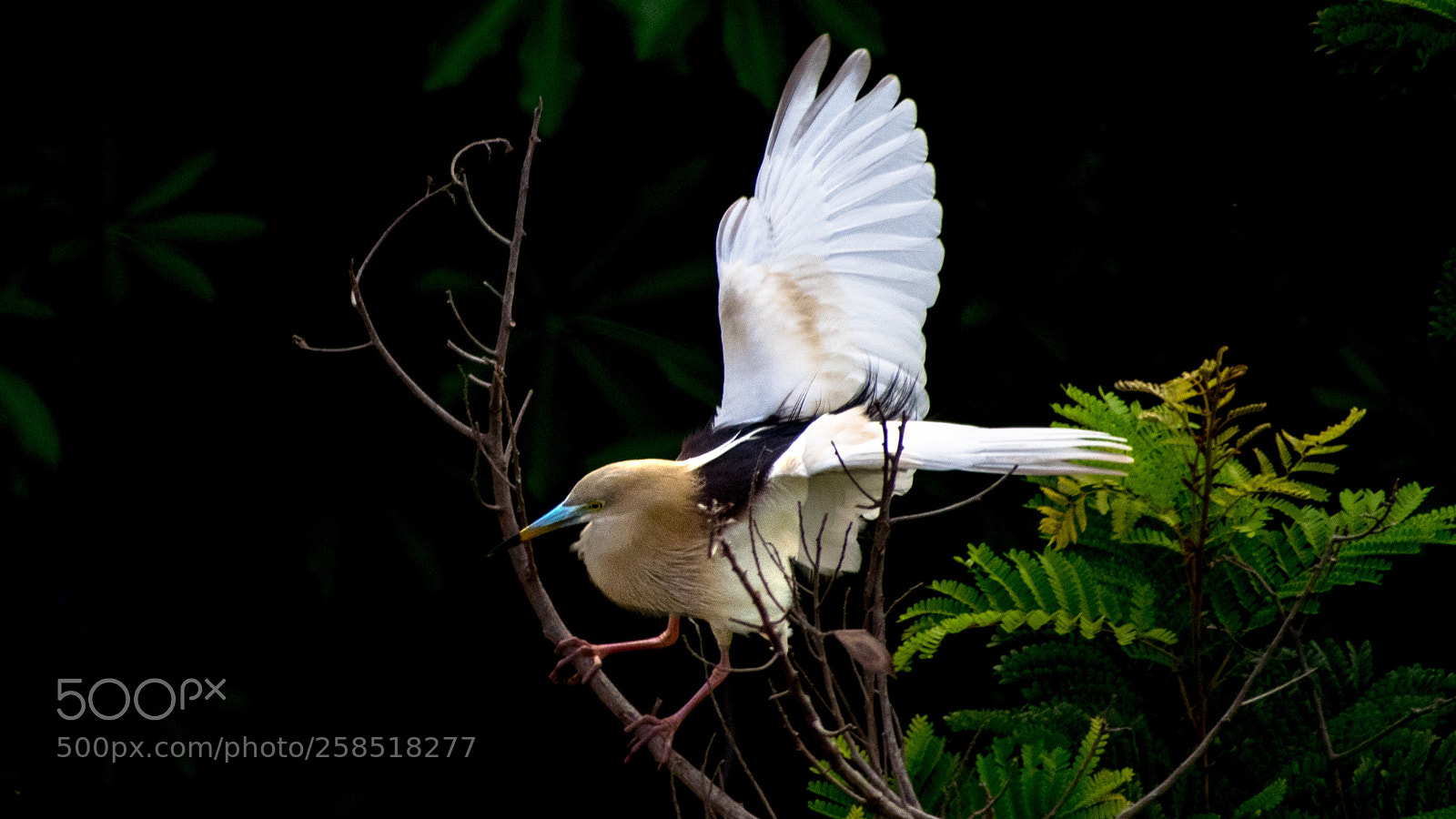 Nikon D5300 sample photo. Indian pond heron !!!!! photography