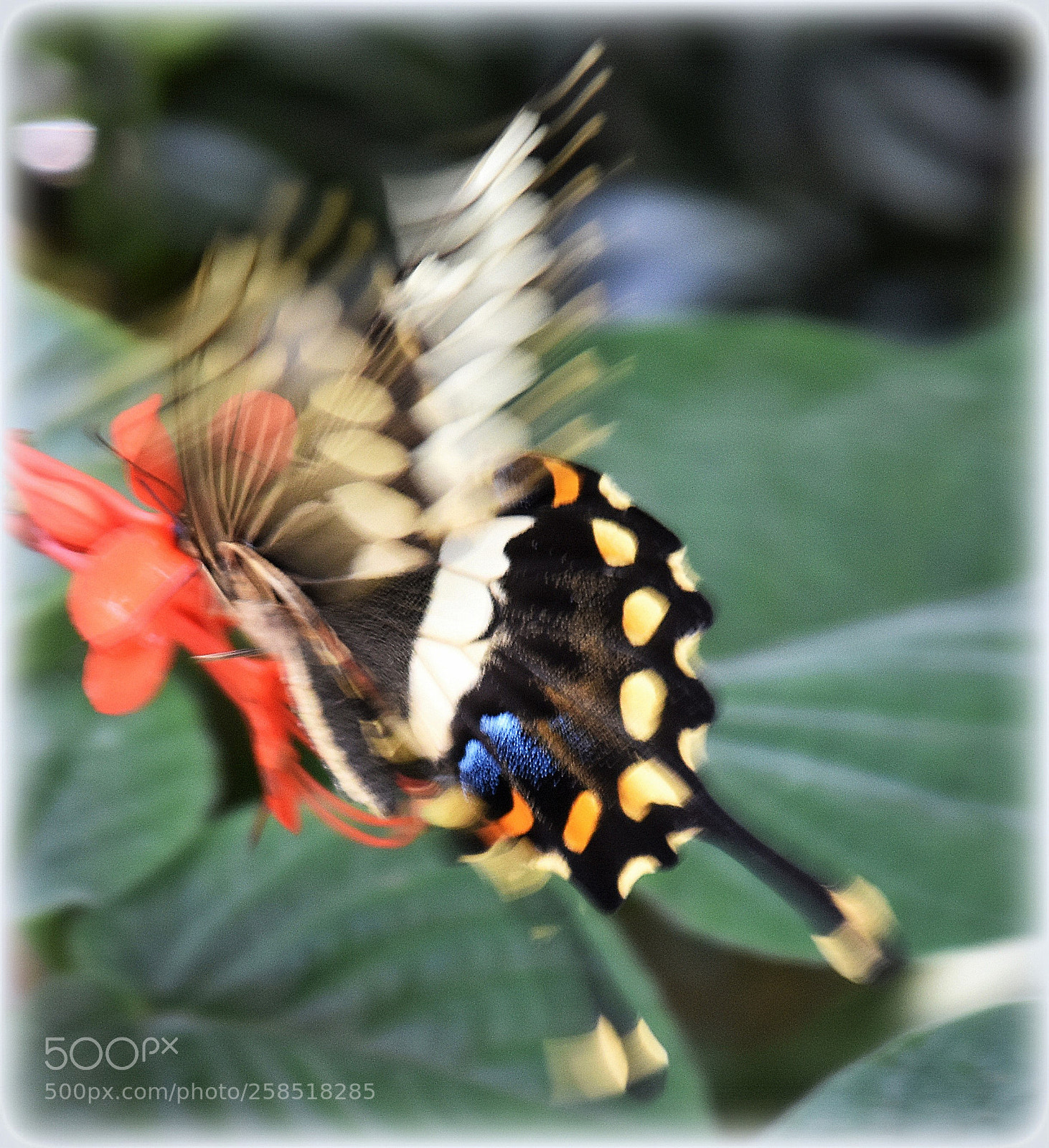Nikon D7200 sample photo. "flah in" photography