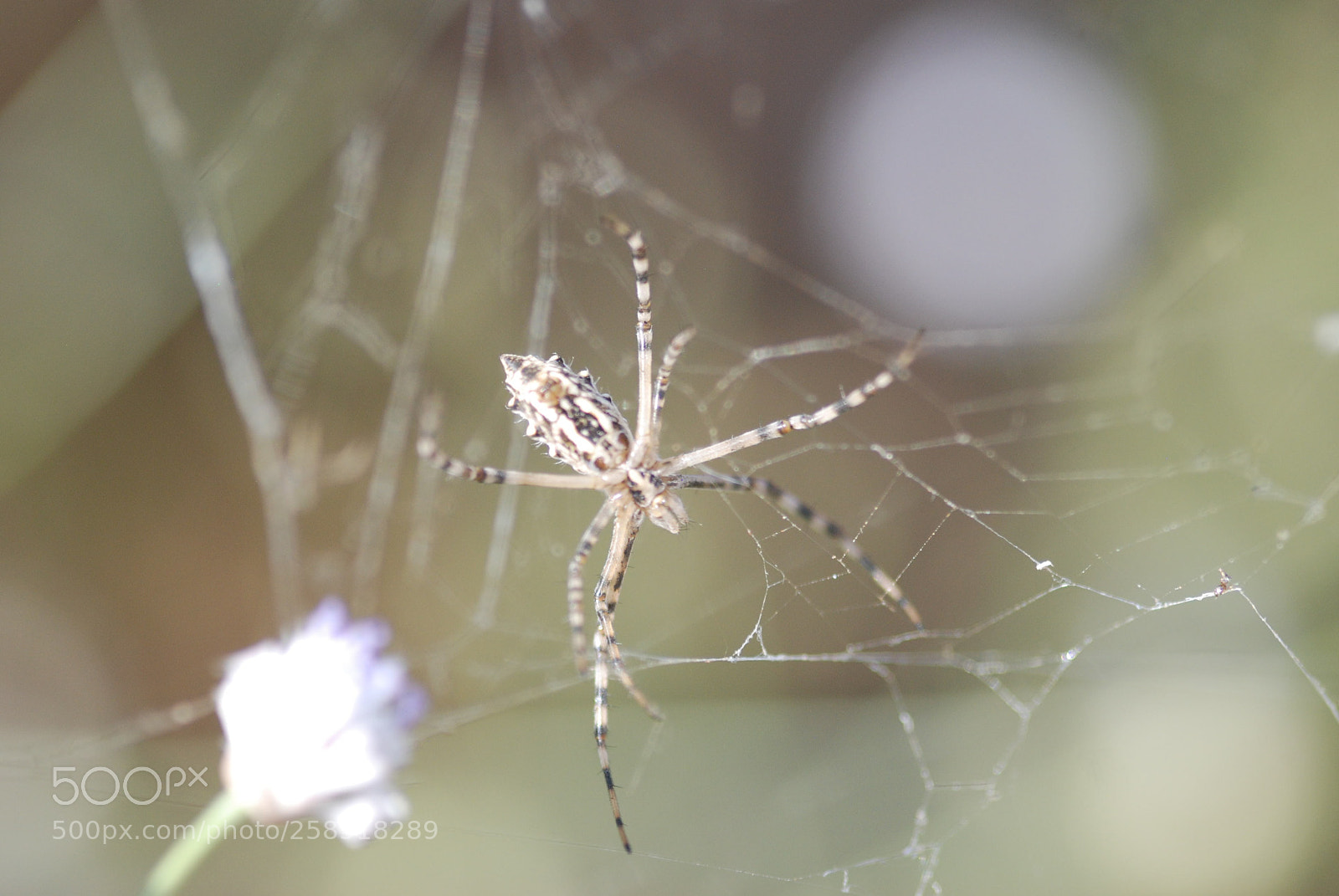 Nikon D80 sample photo. Spider photography
