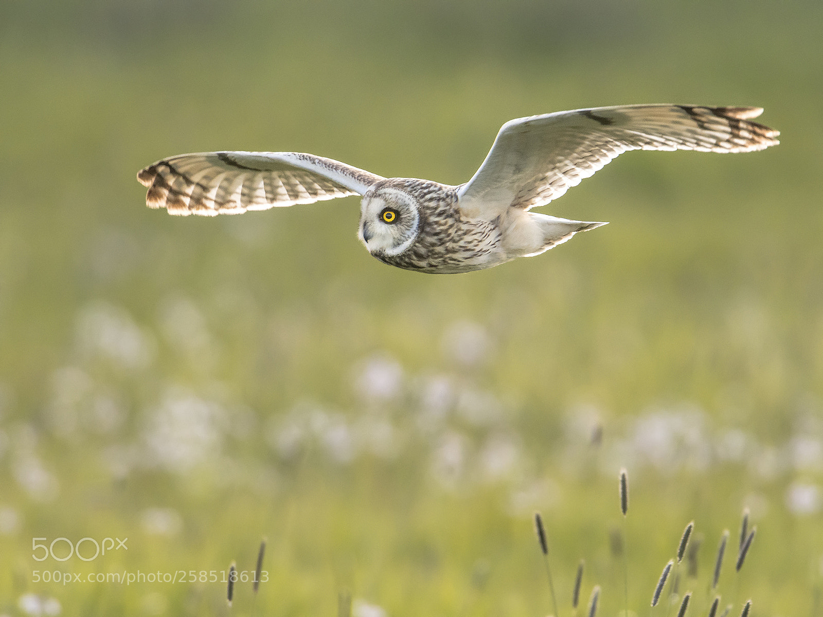 Nikon D500 sample photo. Short-eared owl hunting photography