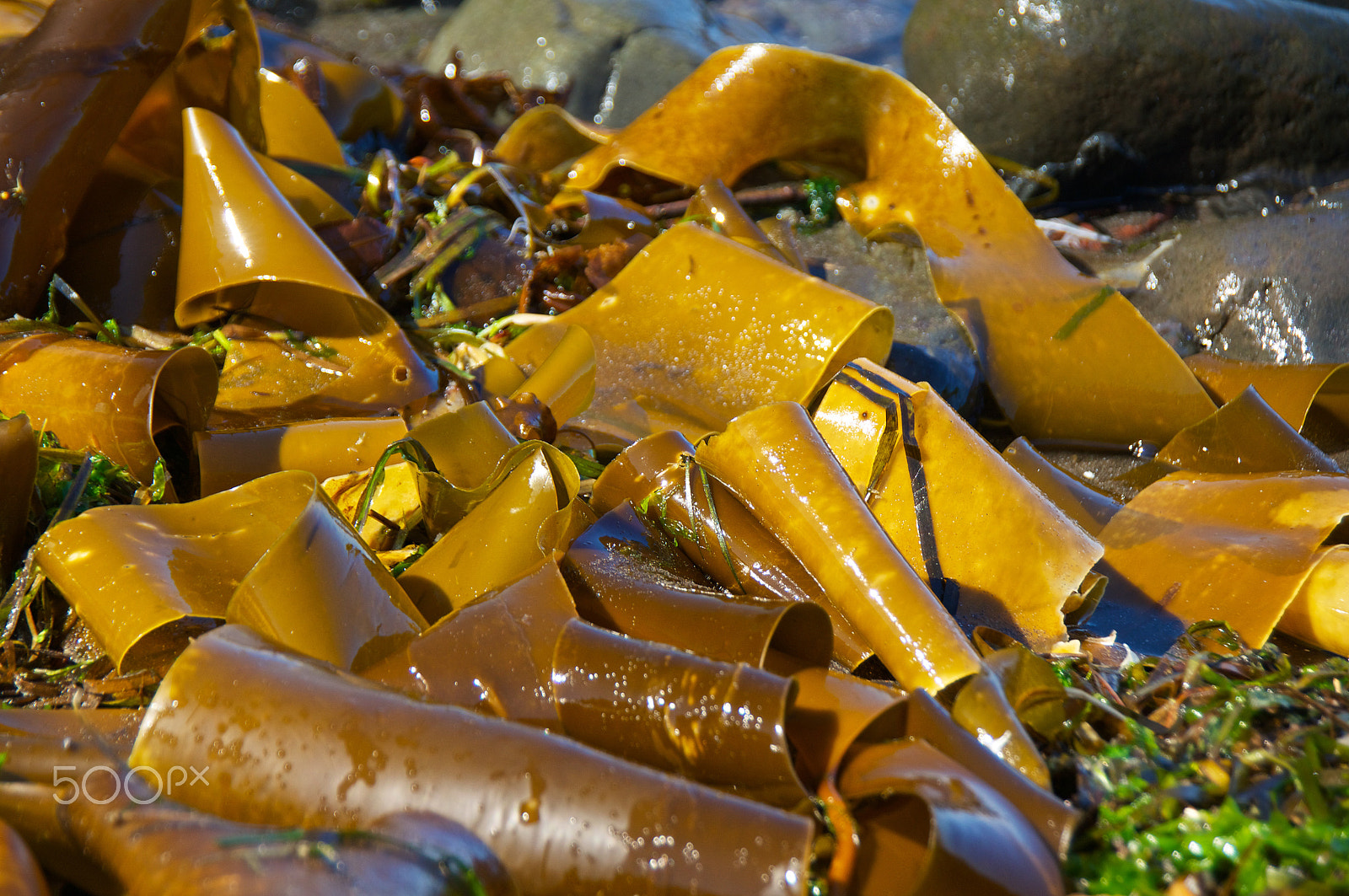 Sony Alpha DSLR-A580 sample photo. Loose kelp photography