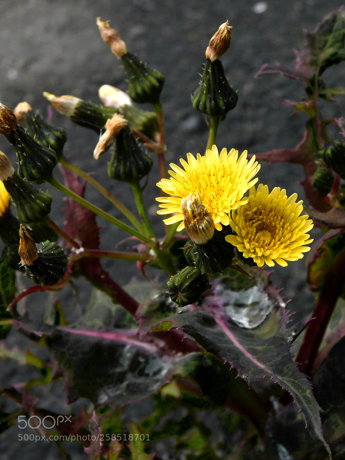 Nikon Coolpix B500 sample photo. Last duet photography