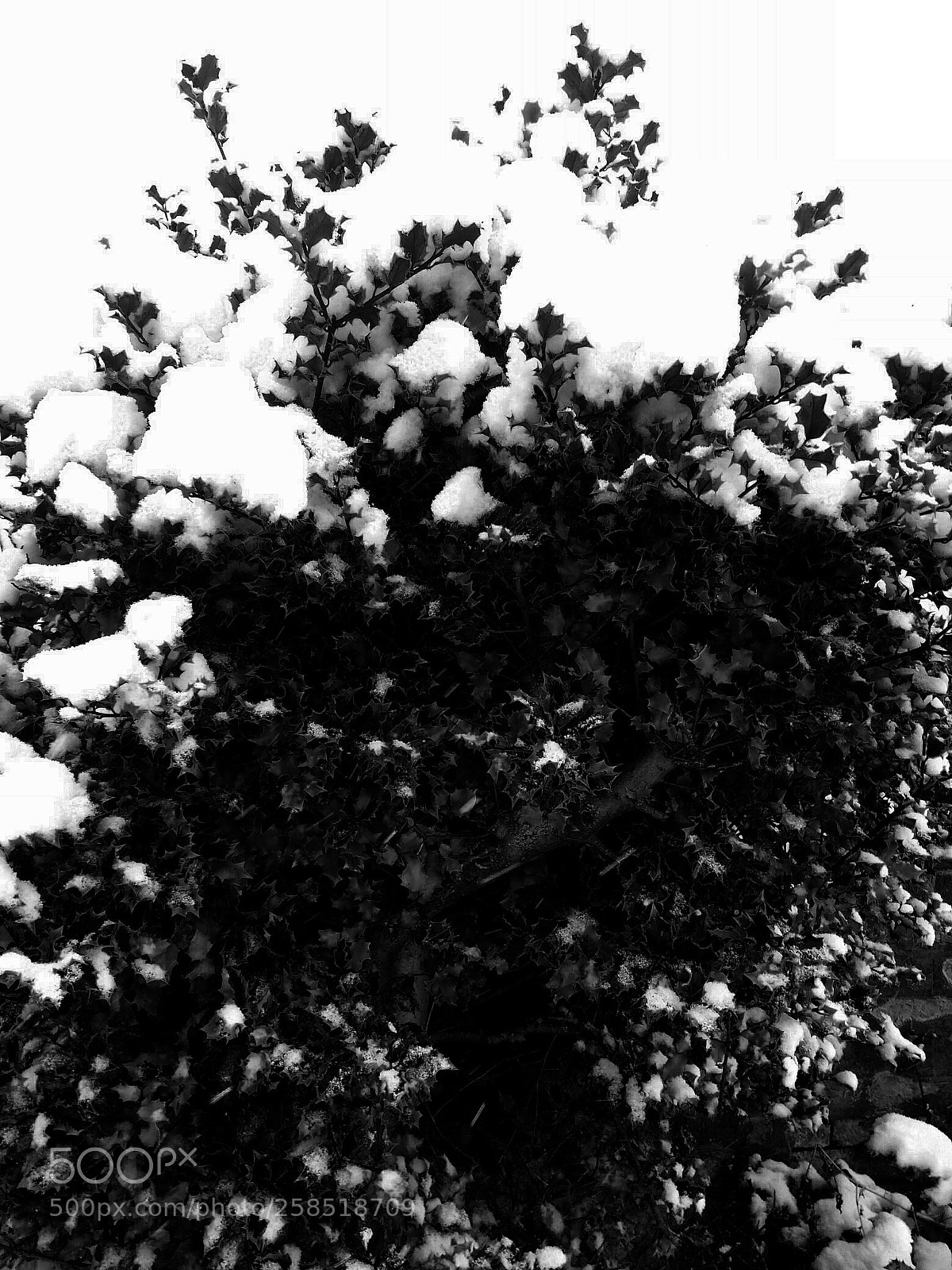 Motorola MotoG3 sample photo. Snow on bush photography