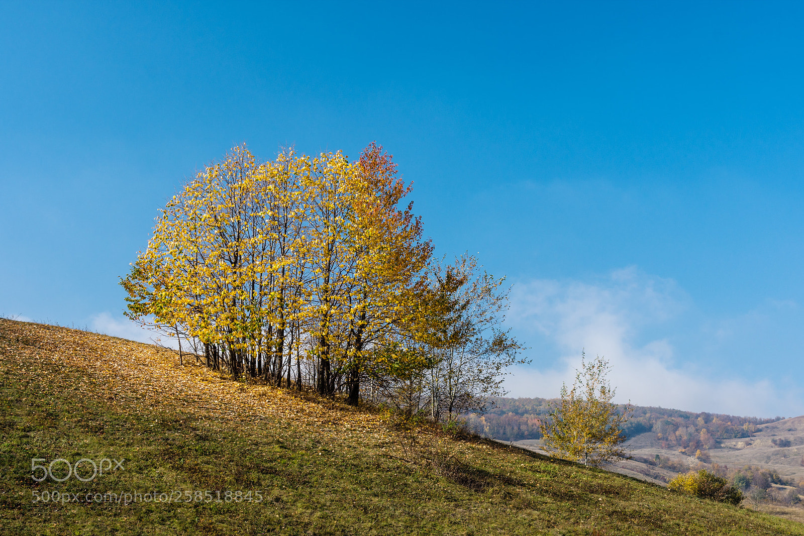 Nikon D7200 sample photo. Autumn in all it's photography