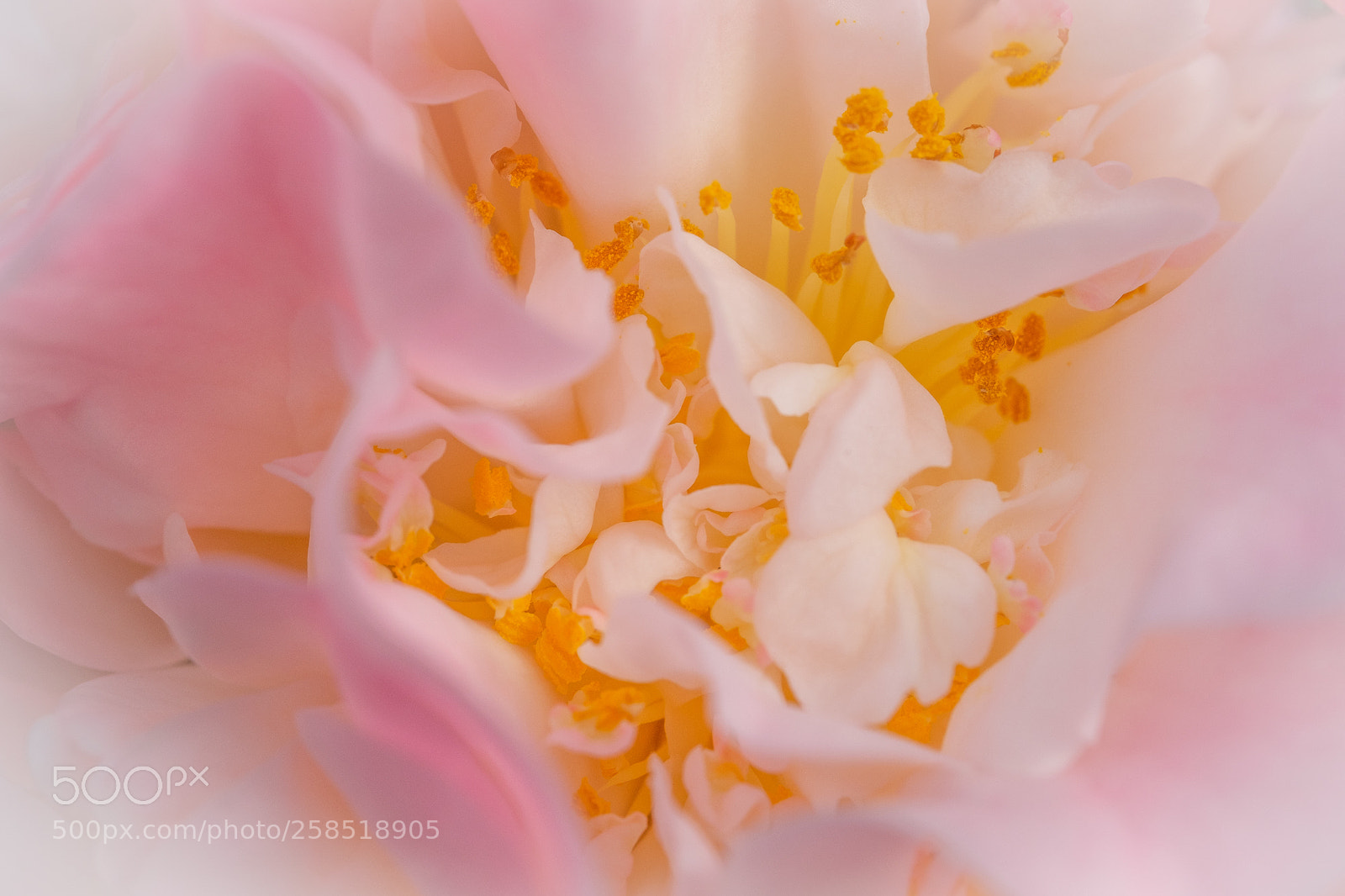 Fujifilm X-T2 sample photo. With petals in the photography
