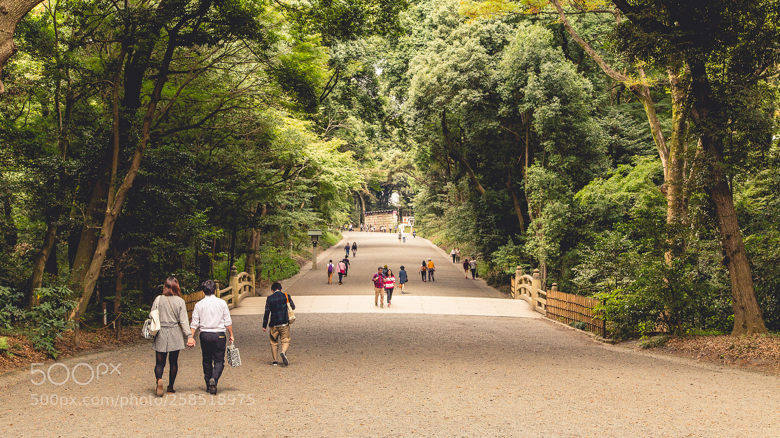 Canon EOS 6D sample photo. A walk in the photography