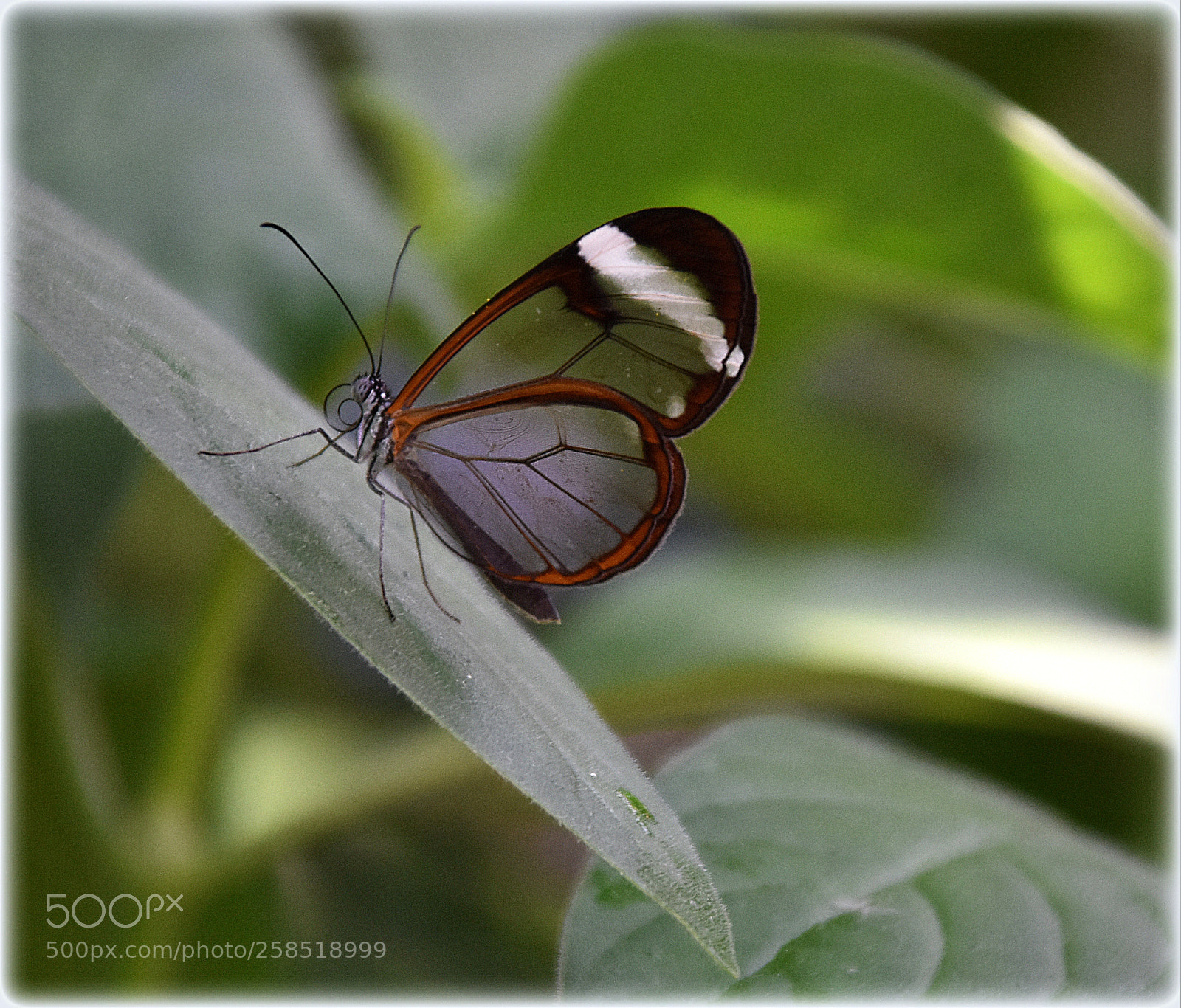 Nikon D7200 sample photo. "transpare ncy,;" photography