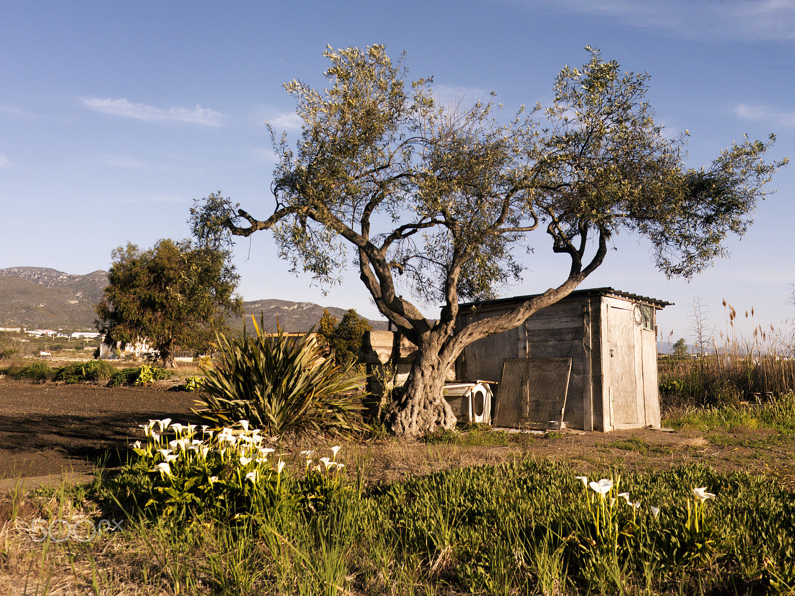 Hasselblad CF-39 sample photo. Delta de l'ebre photography